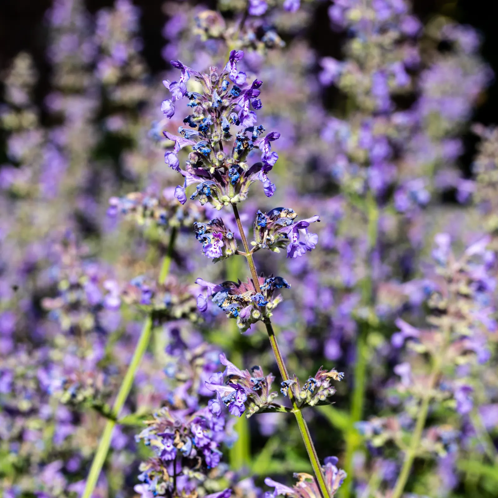 Walker's Low Catmint (Nepeta Racemosa 'Walker's Low') — This hardy plant typically reaches a height of 24 to 30 inches with a spread of 18 to 24 inches; which