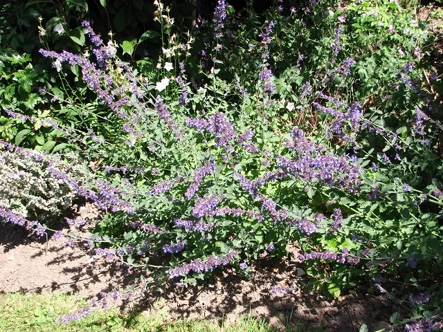 Walker's Low Catmint (Nepeta Racemosa 'Walker's Low') — the plant is adorned with spikes of lavender-blue flowers that create a mesmerizing sea of color