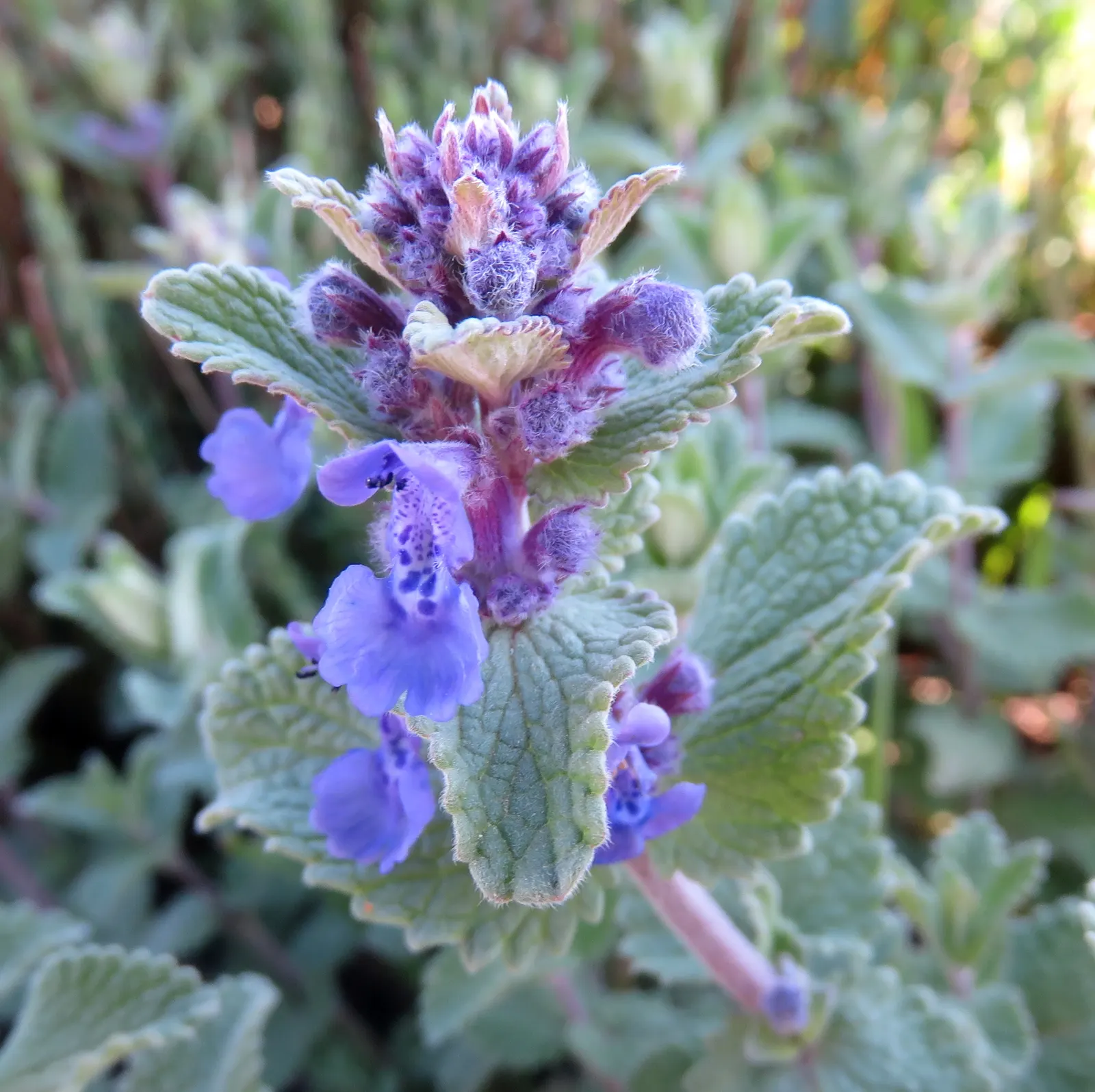 Walker's Low Catmint (Nepeta Racemosa 'Walker's Low') — it does not denote the plant's stature