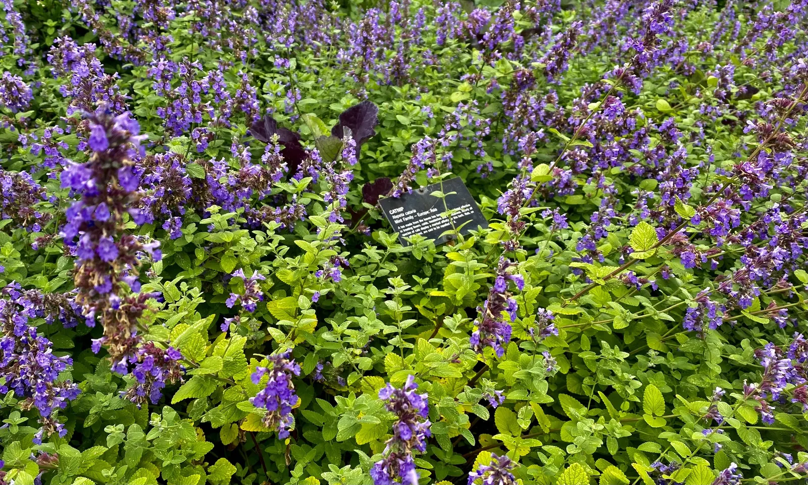 Walker's Low Catmint (Nepeta Racemosa 'Walker's Low') — perennial for full or half