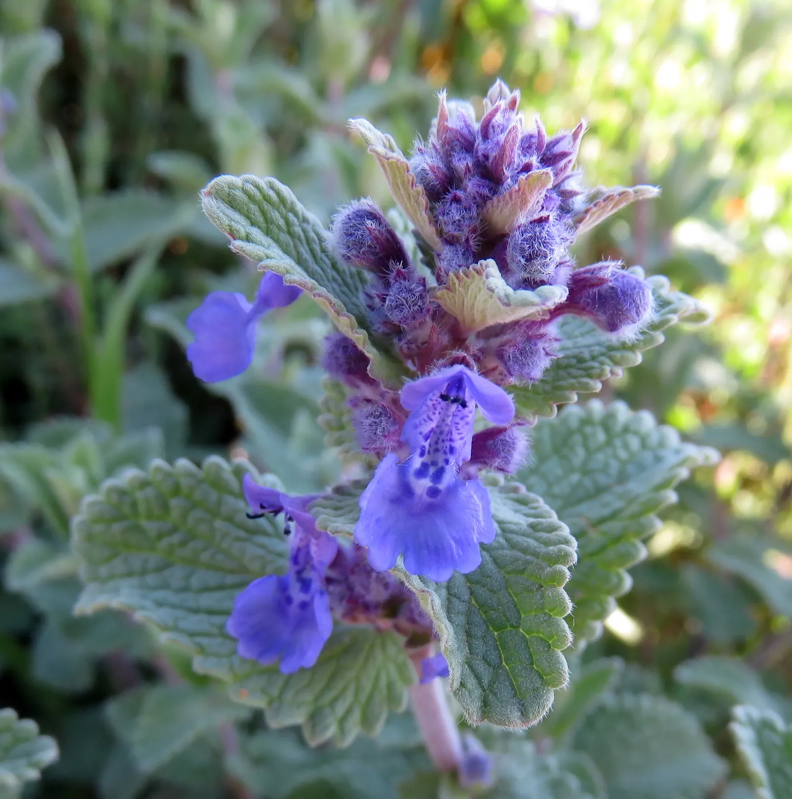 Walker's Low Catmint (Nepeta Racemosa 'Walker's Low') — though it tends to bloom most abundantly in full sun.<br><br>'Walker's Low' Catmint is low maintenance