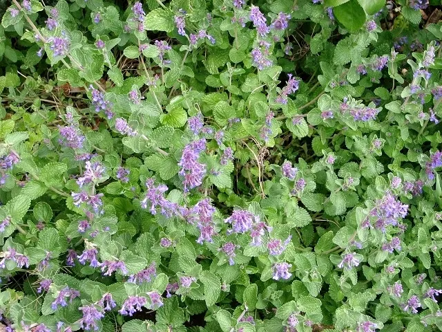 Walker's Low Catmint (Nepeta Racemosa 'Walker's Low') — this perennial attracts butterflies and bees