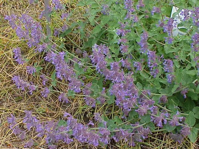 Walker's Low Catmint (Nepeta Racemosa 'Walker's Low') — attracting a host of pollinators