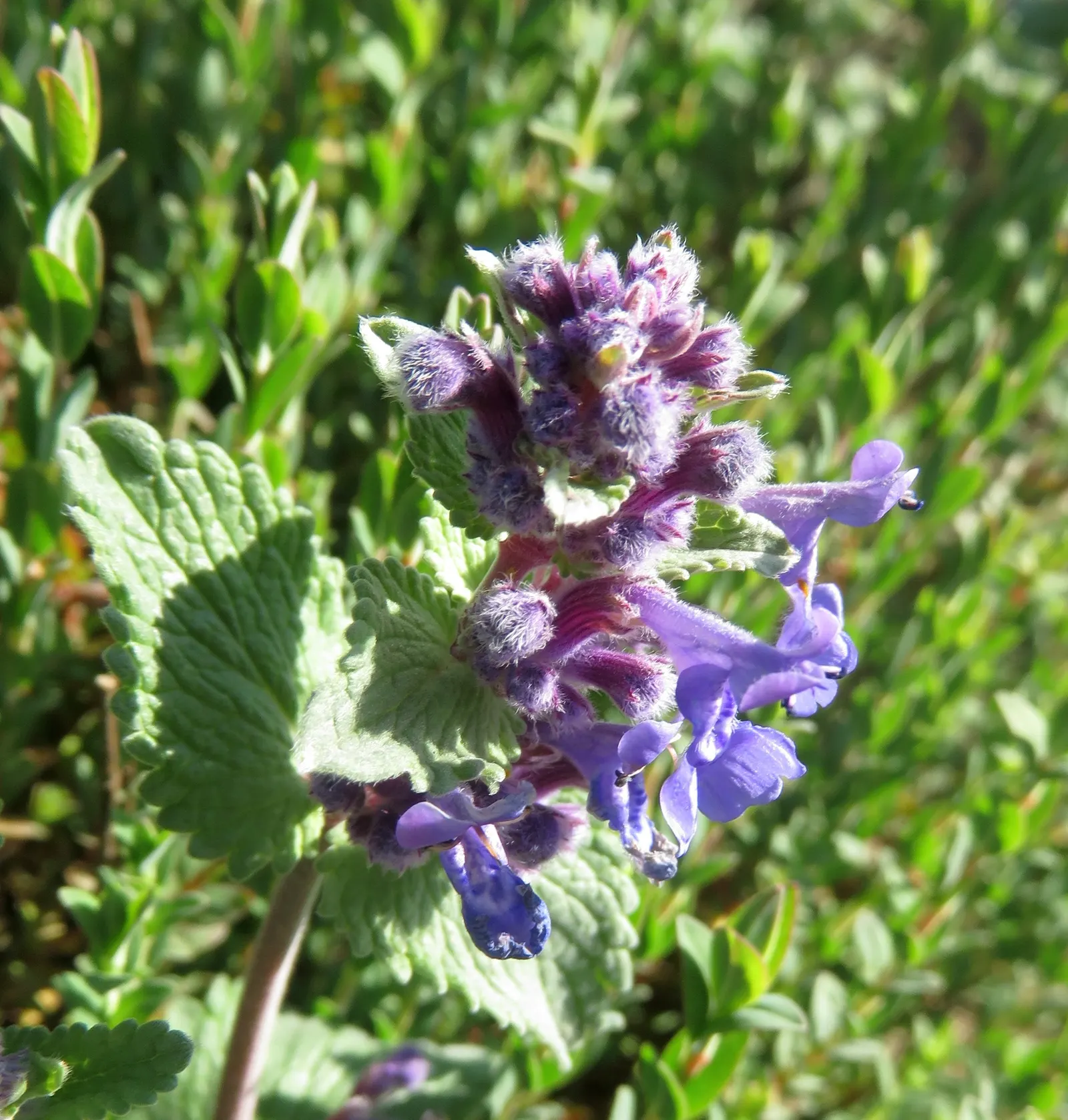 Walker's Low Catmint (Nepeta Racemosa 'Walker's Low') — requiring minimal water beyond natural rainfall