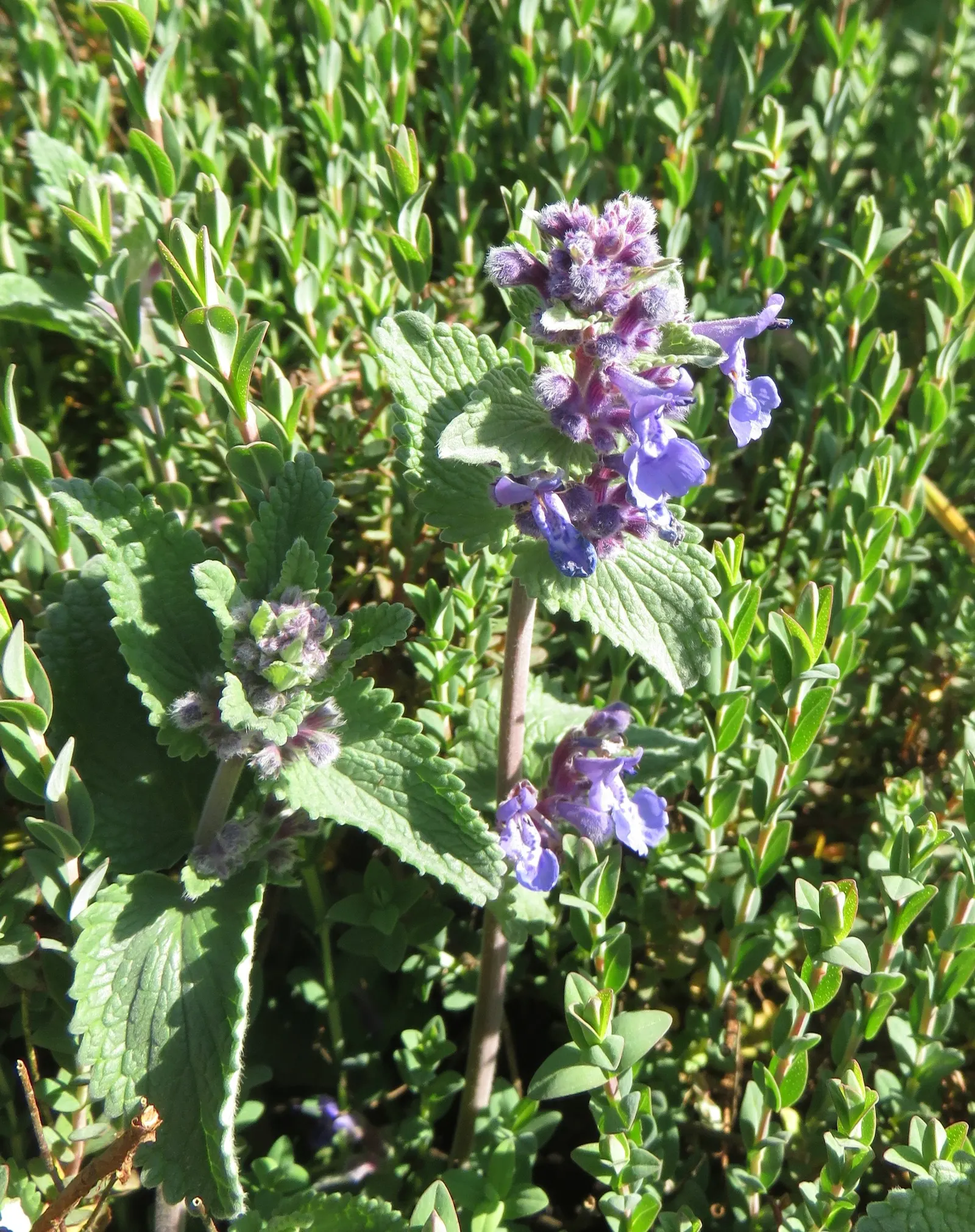 Walker's Low Catmint (Nepeta Racemosa 'Walker's Low') — It is suitable for borders, ground covers, herb gardens, and as an informal edging plant