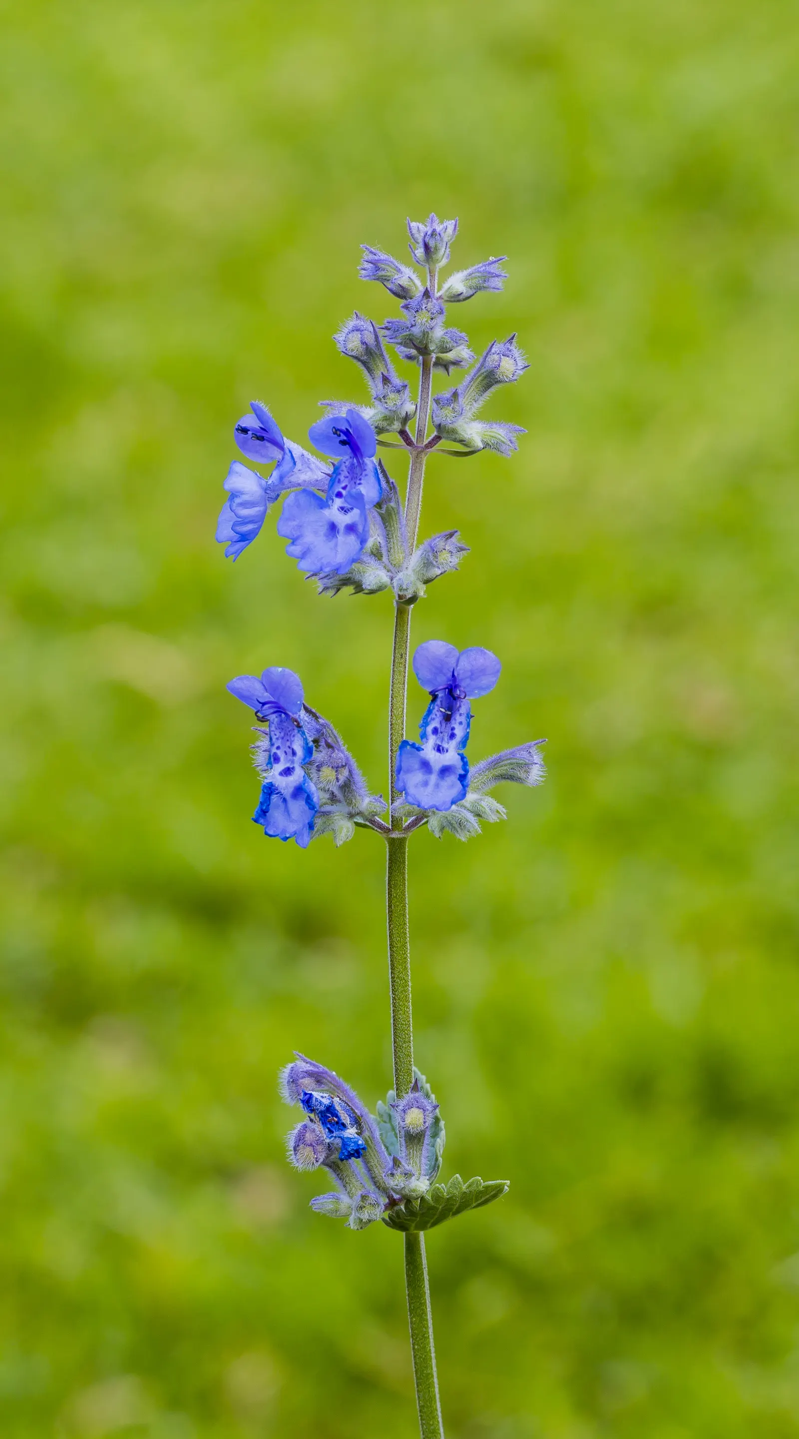 Walker's Low Catmint (Nepeta Racemosa 'Walker's Low') — It thrives in USDA Hardiness Zones 3-8