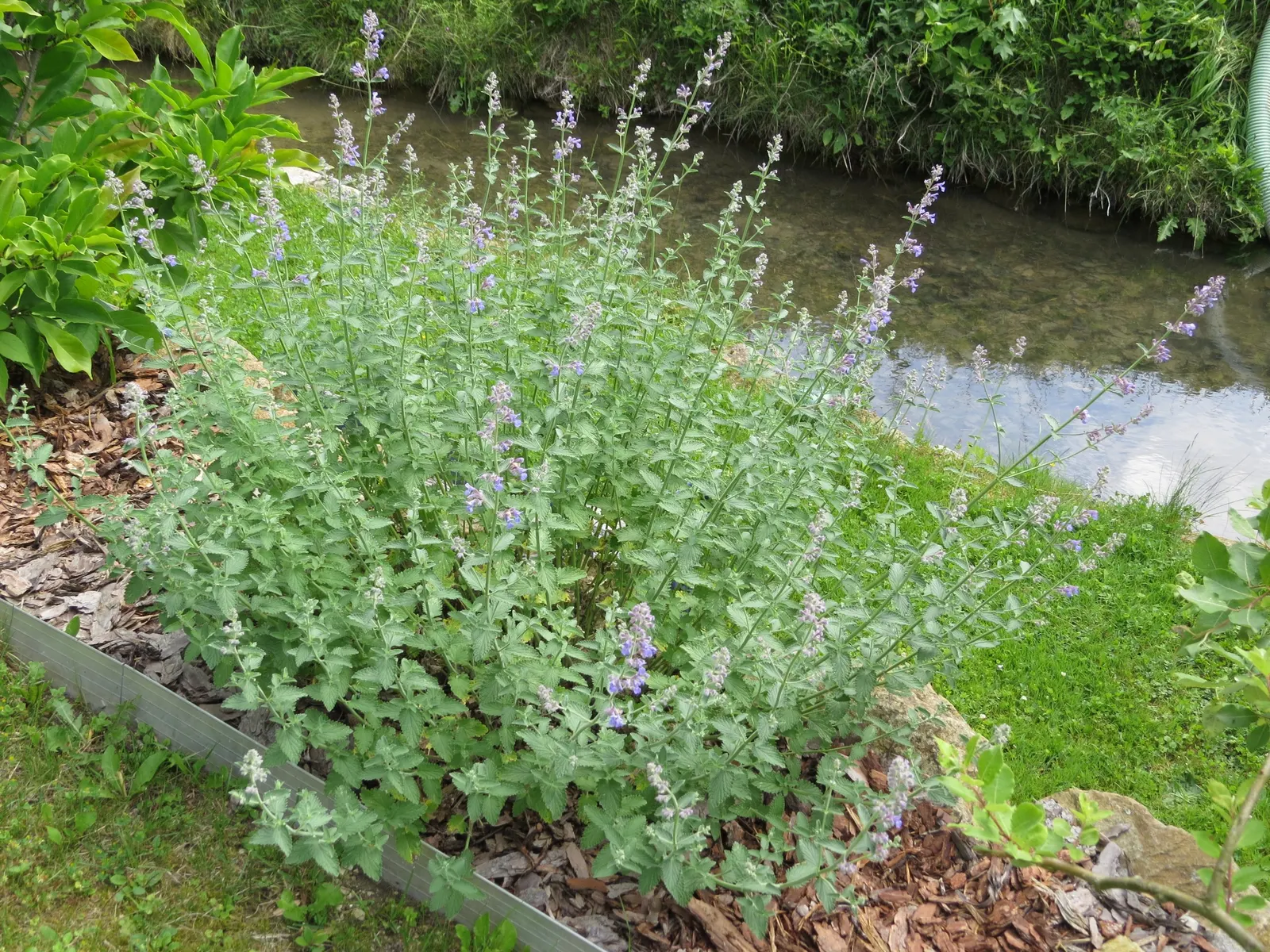 Walker's Low Catmint (Nepeta Racemosa 'Walker's Low') — and prefers well-drained soil with full sun exposure to partial shade