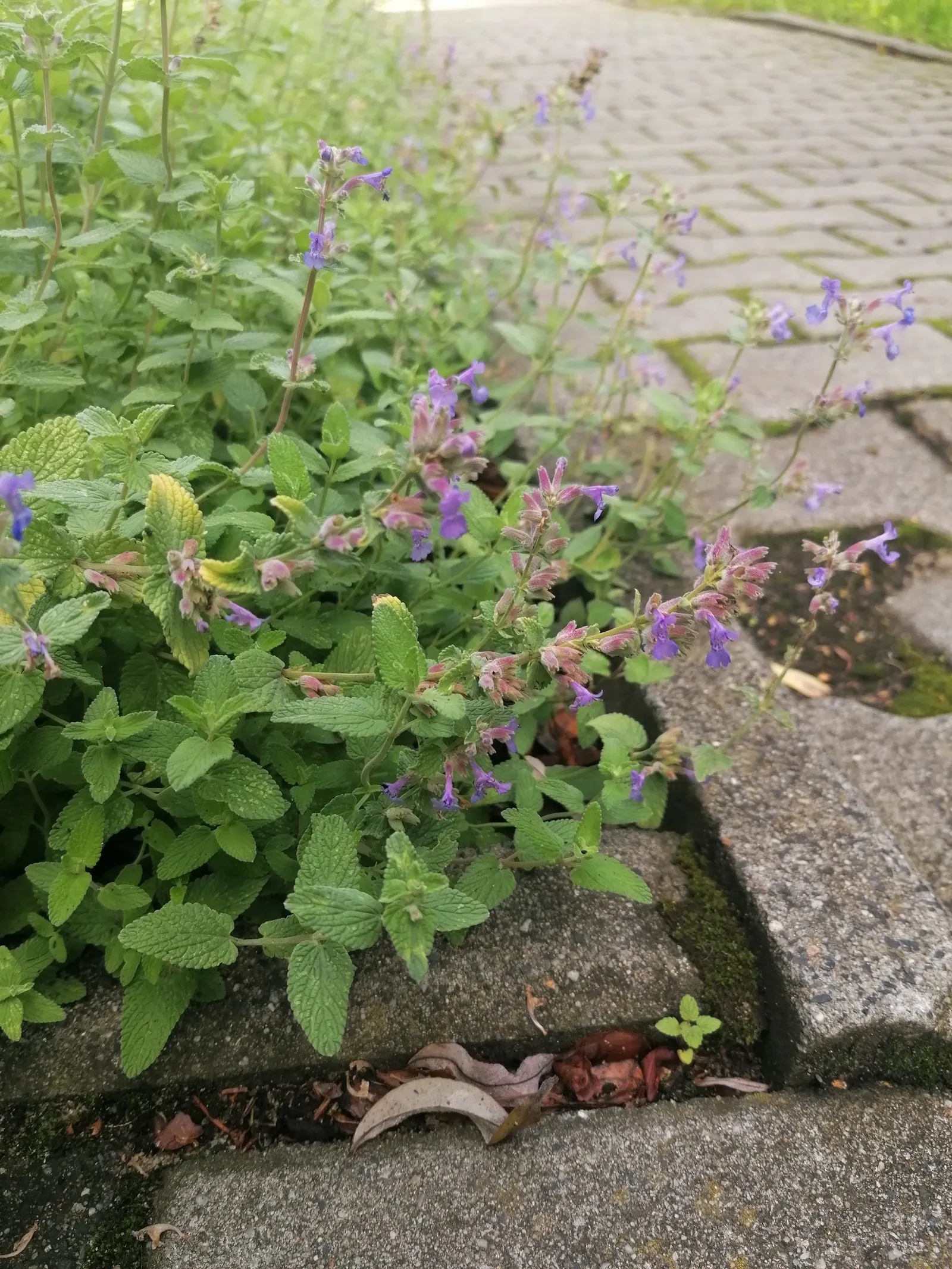 Walker's Low Catmint (Nepeta Racemosa 'Walker's Low') — Drought-tolerant once established, it reaches 18-30 inches in height and 18-24 inches in spread