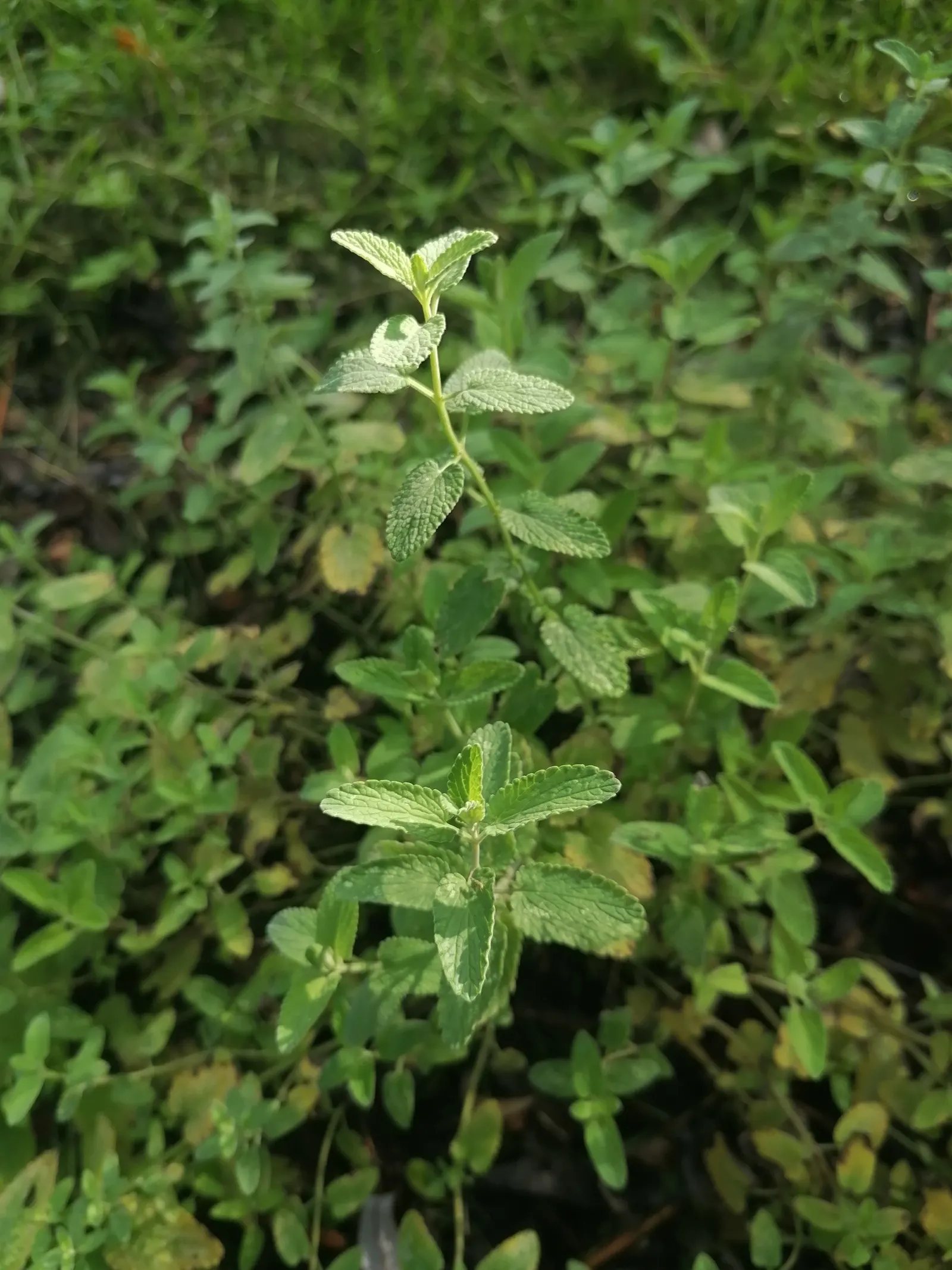 Walker's Low Catmint (Nepeta Racemosa 'Walker's Low') — making it an ideal low-maintenance addition for borders