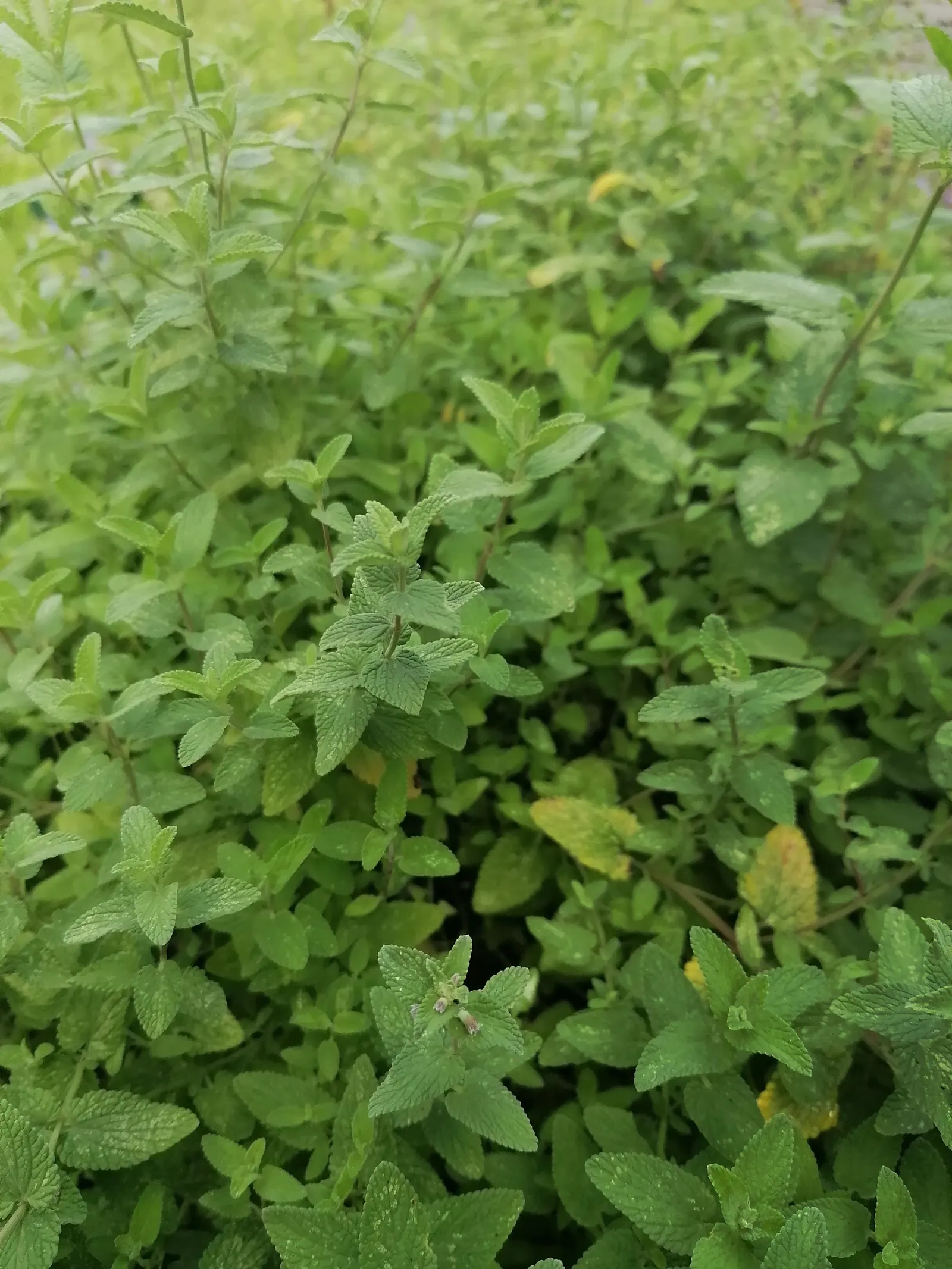 Walker's Low Catmint (Nepeta Racemosa 'Walker's Low') — Hardy in zones 3-8, it thrives in full sun to part shade and well-drained soil; it thrives in USDA