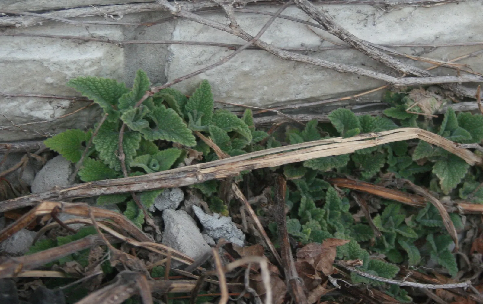 Walker's Low Catmint (Nepeta Racemosa 'Walker's Low') — The flowers are profuse and last well into the late summer months.<br><br>Drought tolerant once