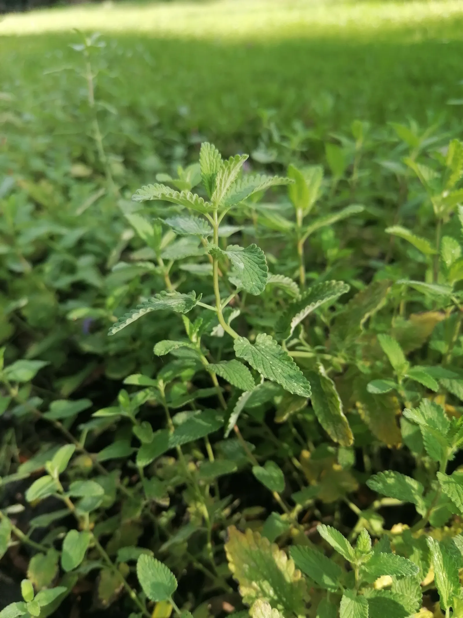 Walker's Low Catmint (Nepeta Racemosa 'Walker's Low') — From late spring through early fall; the plant is adorned with spikes of lavender-blue flowers that