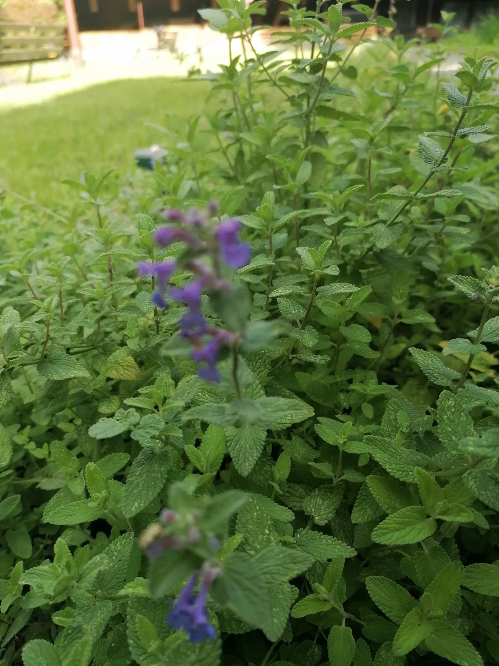 Walker's Low Catmint (Nepeta Racemosa 'Walker's Low') — award-winning ca&trade;int; drought-tolerant once established, it reaches 18-30 inches in height and