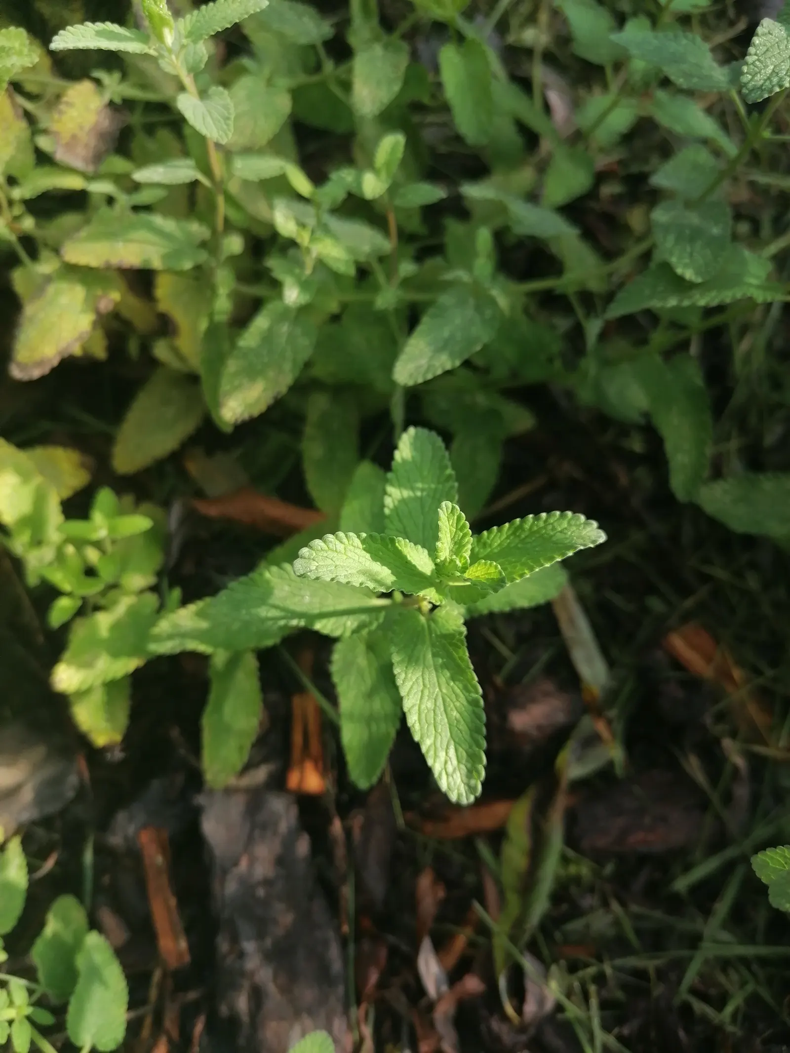 Walker's Low Catmint (Nepeta Racemosa 'Walker's Low') — perennial with blue and violet blooms