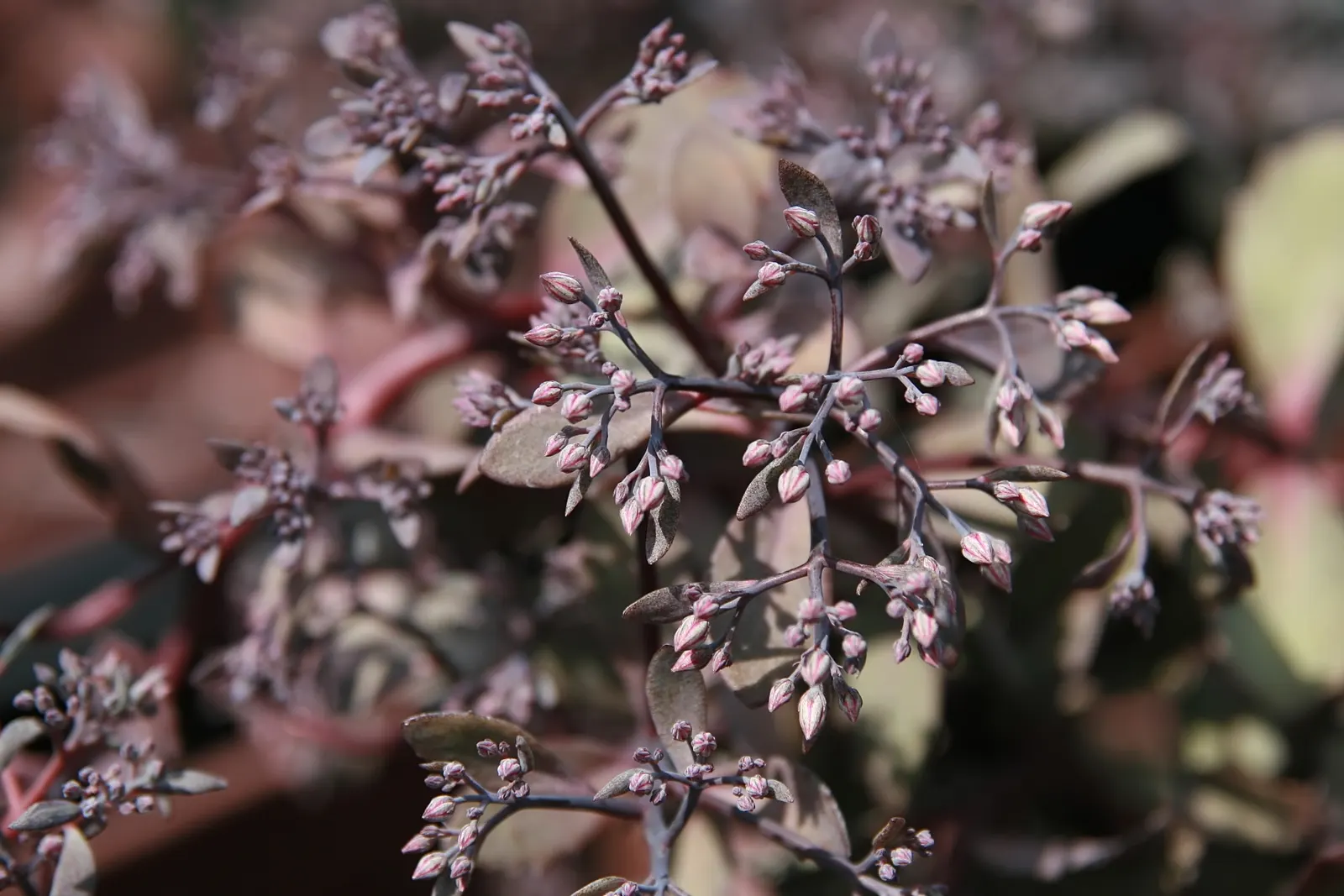 Betram Anderson Dwarf Stonecrop (Sedum 'Bertram Anderson') — Sedum 'Bertram Anderson,' a vibrant Dwarf Stonecrop