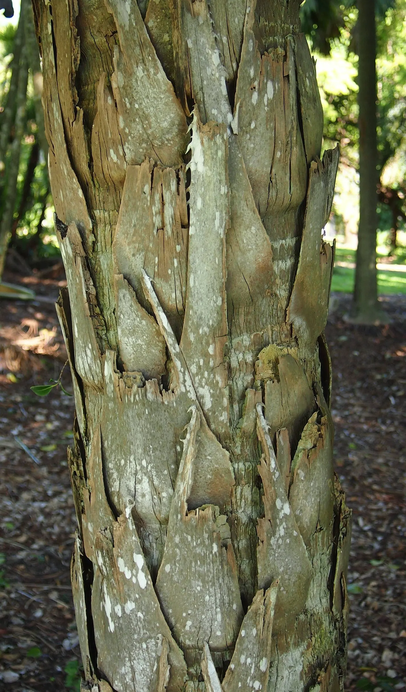 Halifax Fan Palm (Livistona Drudei) — Cold-tolerant and drought-resistant