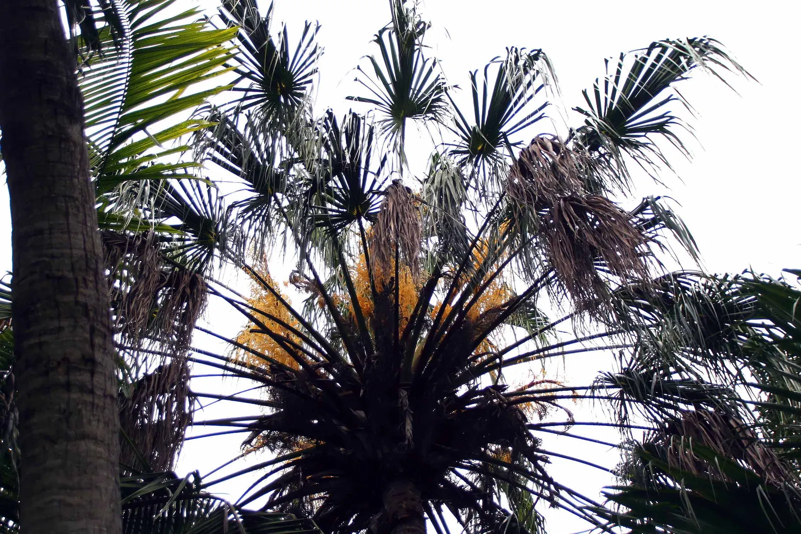 Halifax Fan Palm (Livistona Drudei) — This palm prefers full sun to partial shade and well-drained soil