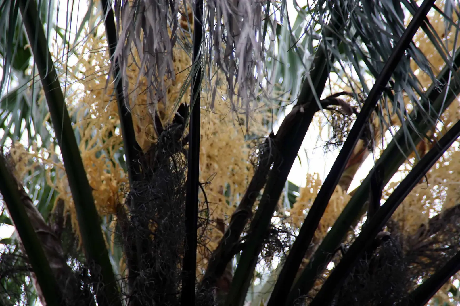 Halifax Fan Palm (Livistona Drudei) — Australian native with attractive