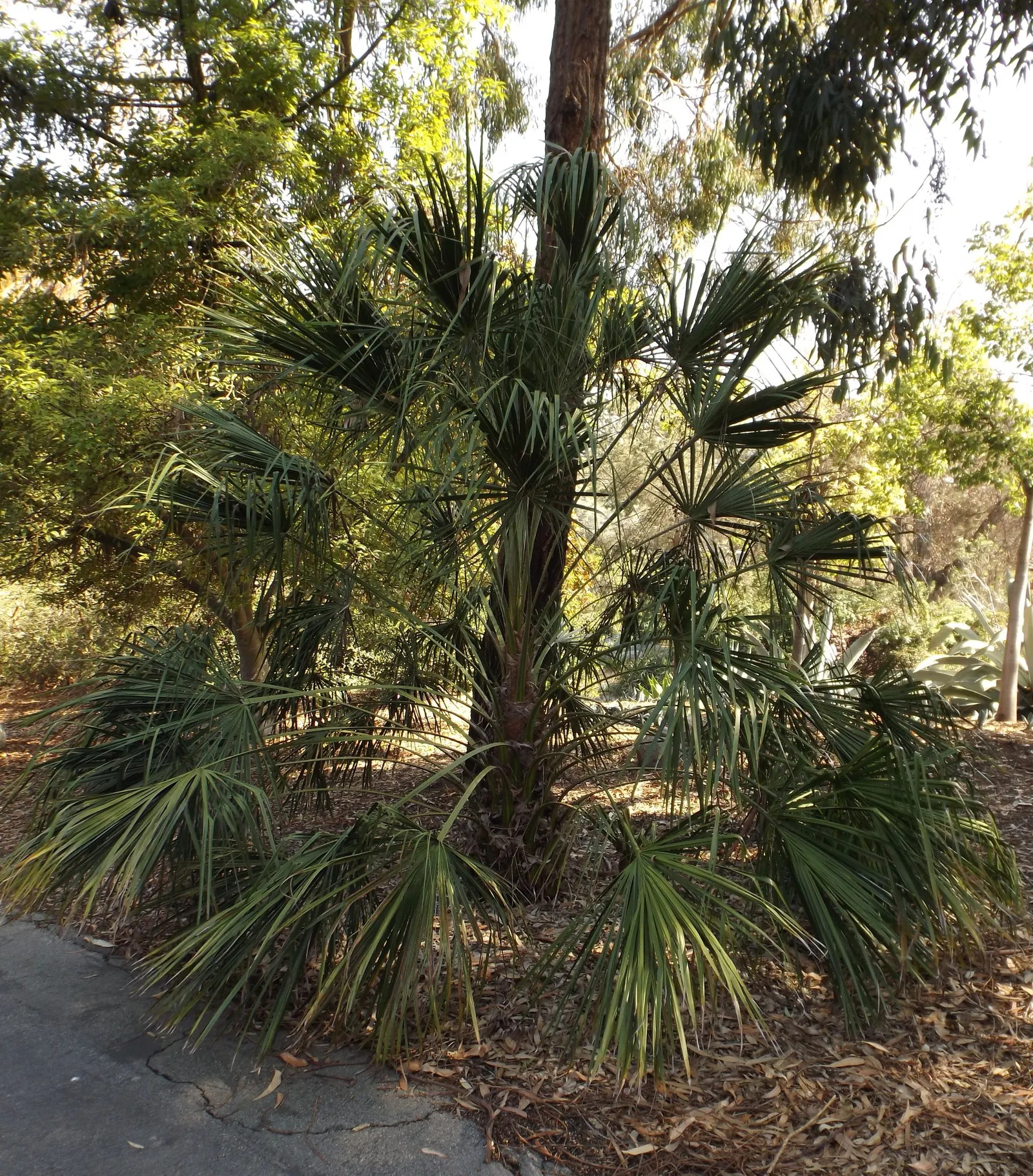 Halifax Fan Palm (Livistona Drudei) — It can reach up to 50 feet in height with a spread of 12 to 15 feet