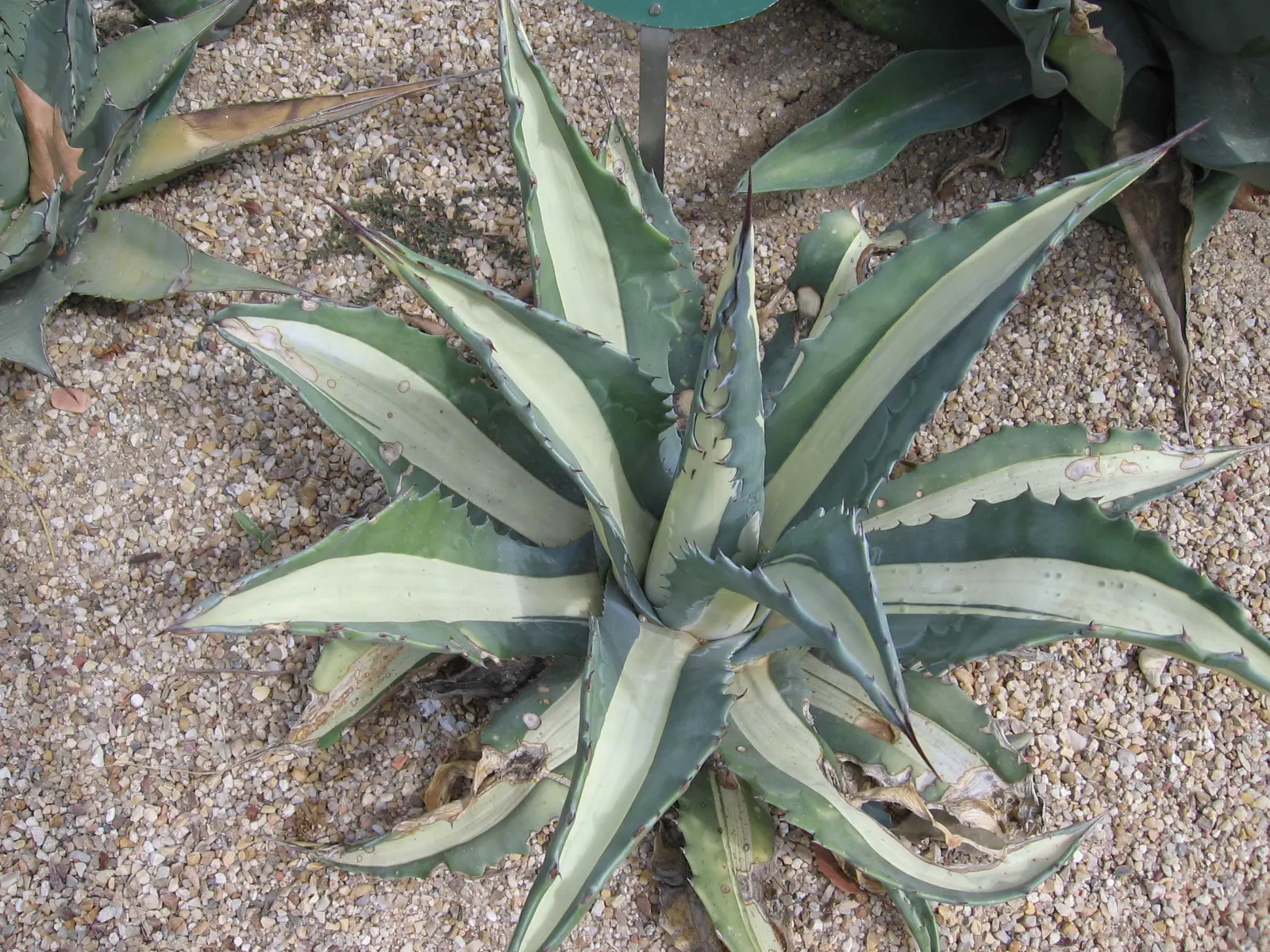 Medio-Picta Century Plant (Agave Americana Var. Medio-Picta 'Alba') — Medio-Picta 'Alba' is a striking succulent