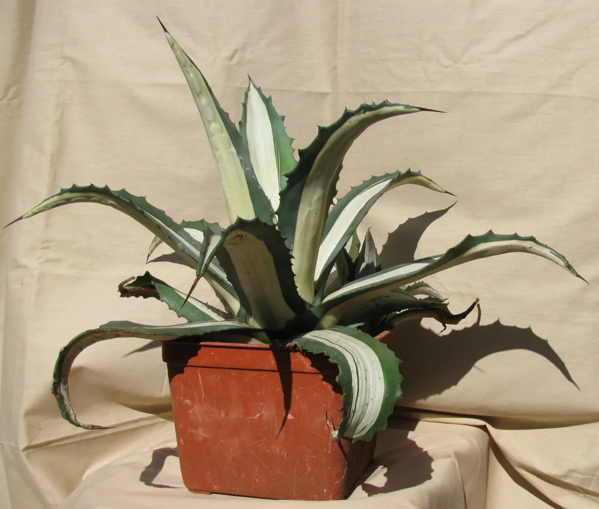 Medio-Picta Century Plant (Agave Americana Var. Medio-Picta 'Alba') — Ideal for xeriscapes and focal points