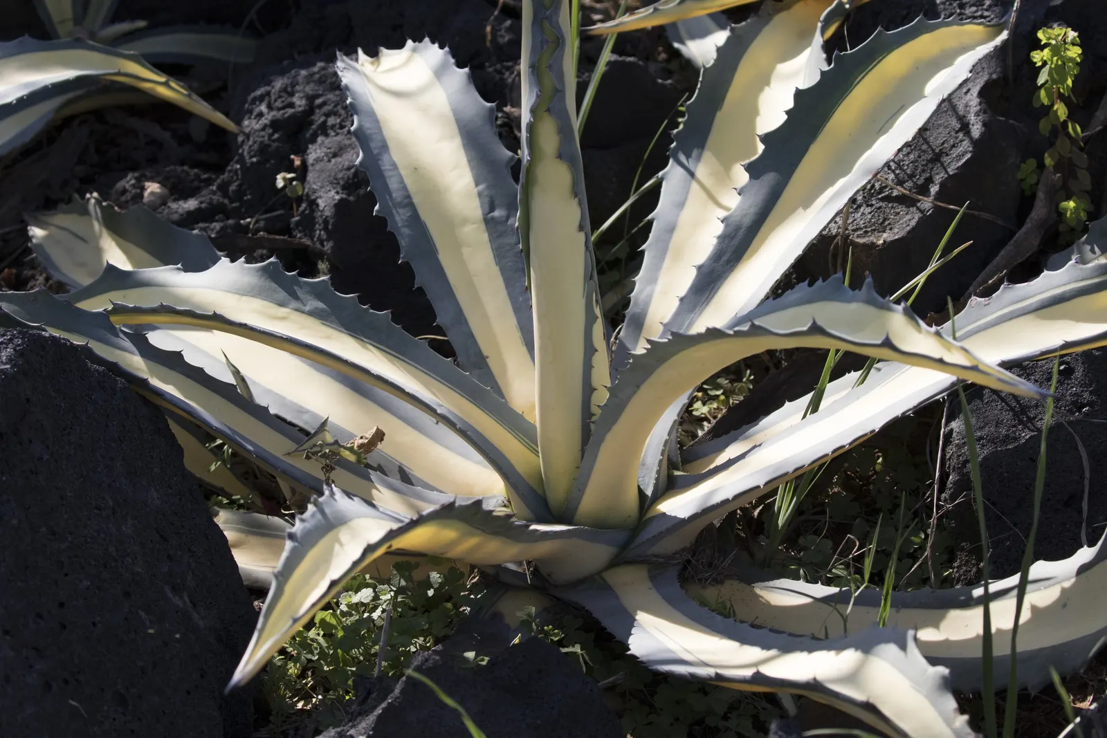 Medio-Picta Century Plant (Agave Americana Var. Medio-Picta 'Alba') — Mature plants reach 3-4 feet in height and 5-6 feet in width