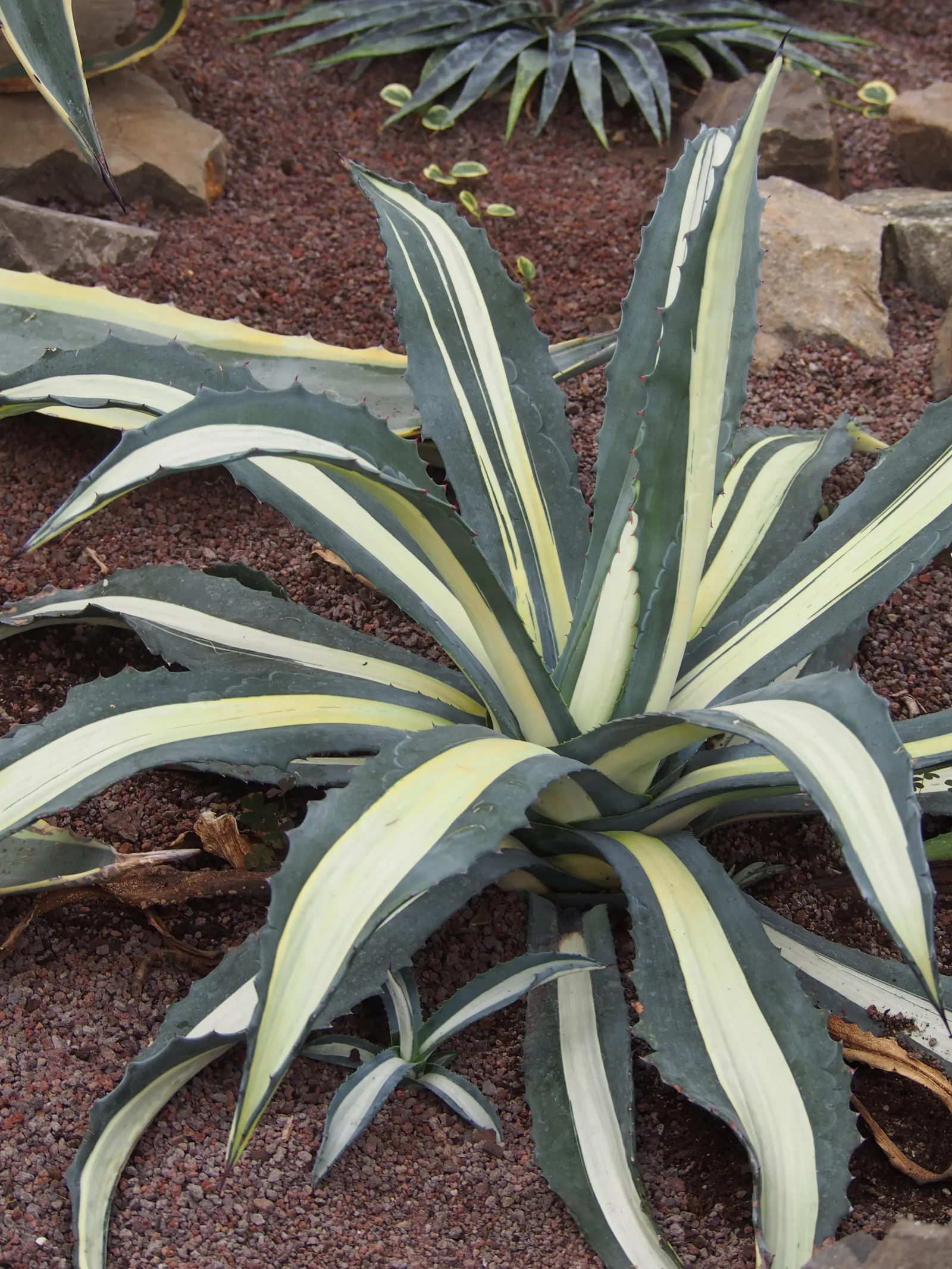 Medio-Picta Century Plant (Agave Americana Var. Medio-Picta 'Alba') — Drought-tolerant once established