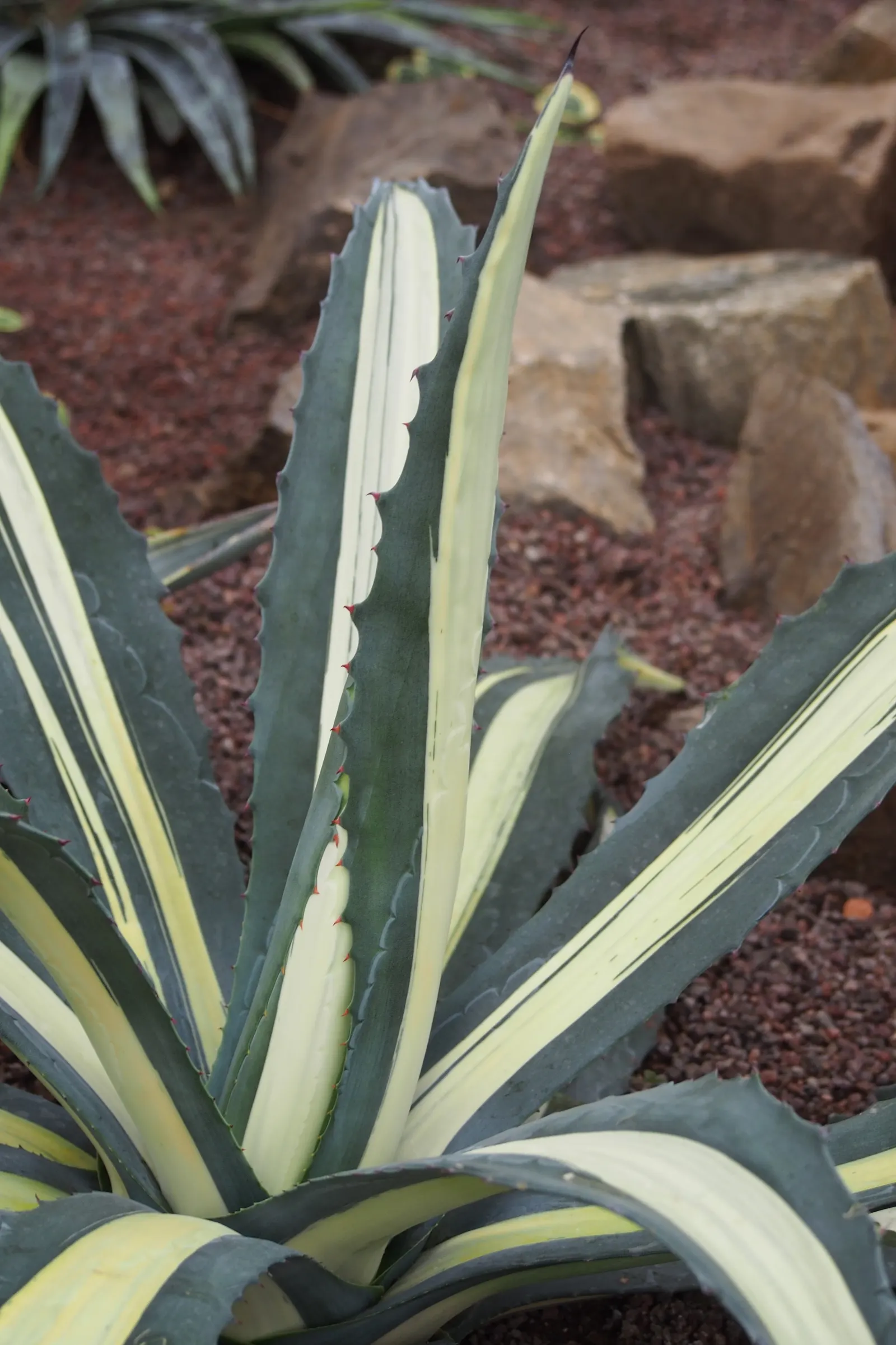Medio-Picta Century Plant (Agave Americana Var. Medio-Picta 'Alba') — Prefers full sun and well-draining soil