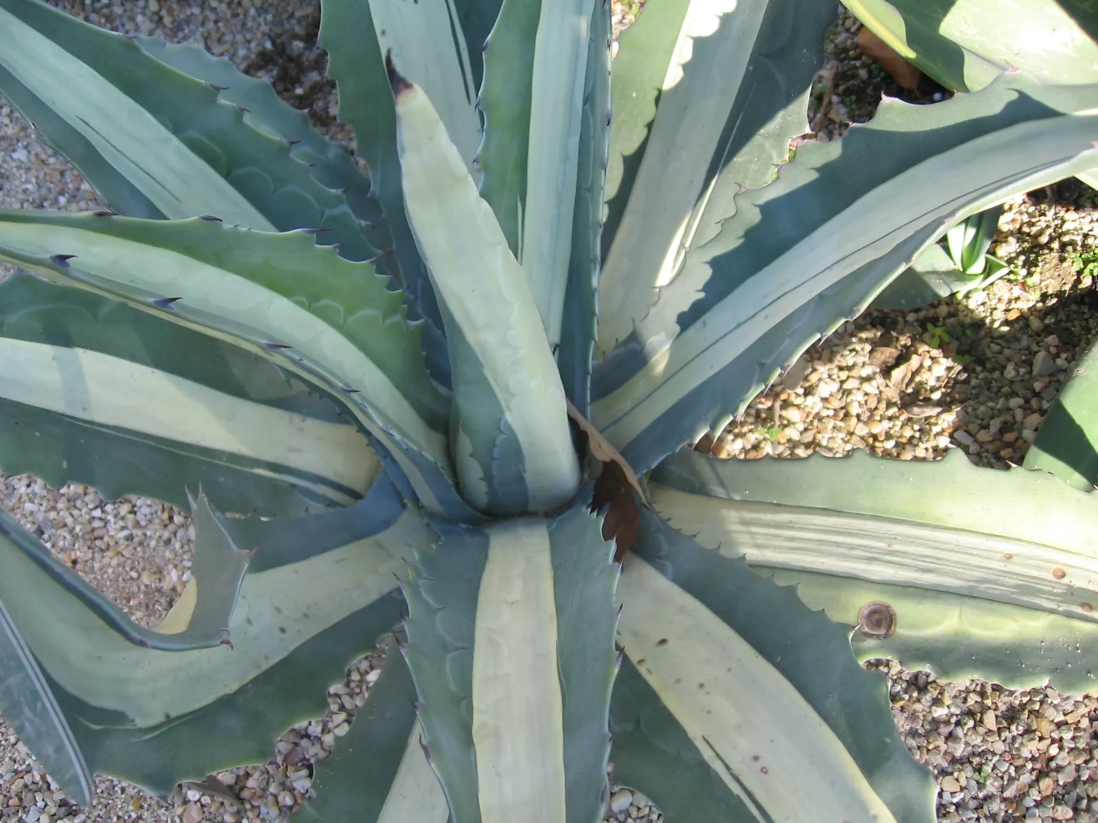 Medio-Picta Century Plant (Agave Americana Var. Medio-Picta 'Alba') — featuring a basal rosette of rigid