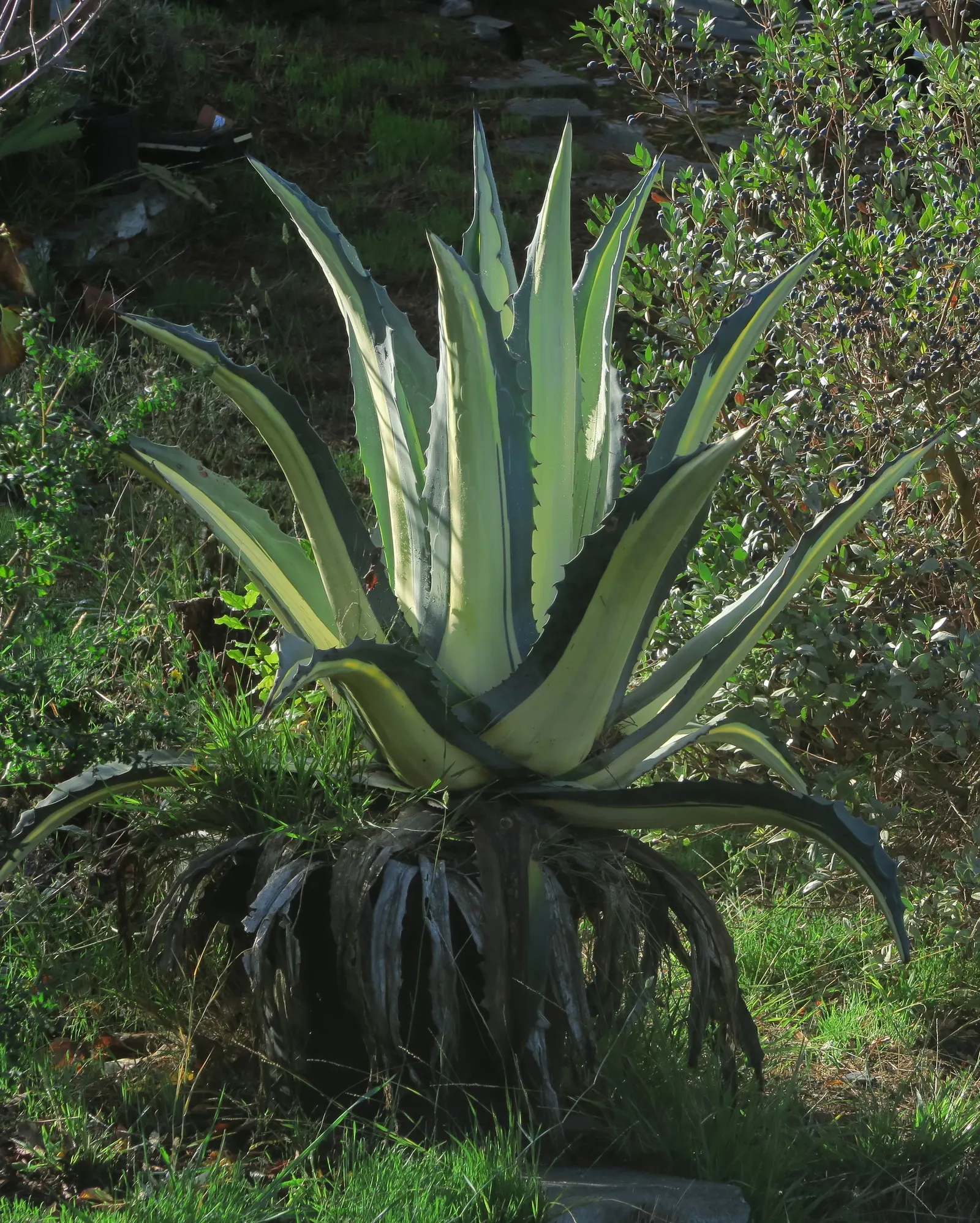 Medio-Picta Century Plant (Agave Americana Var. Medio-Picta 'Alba') — sword-shaped leaves with a bold white central stripe and hooked spines along the margins