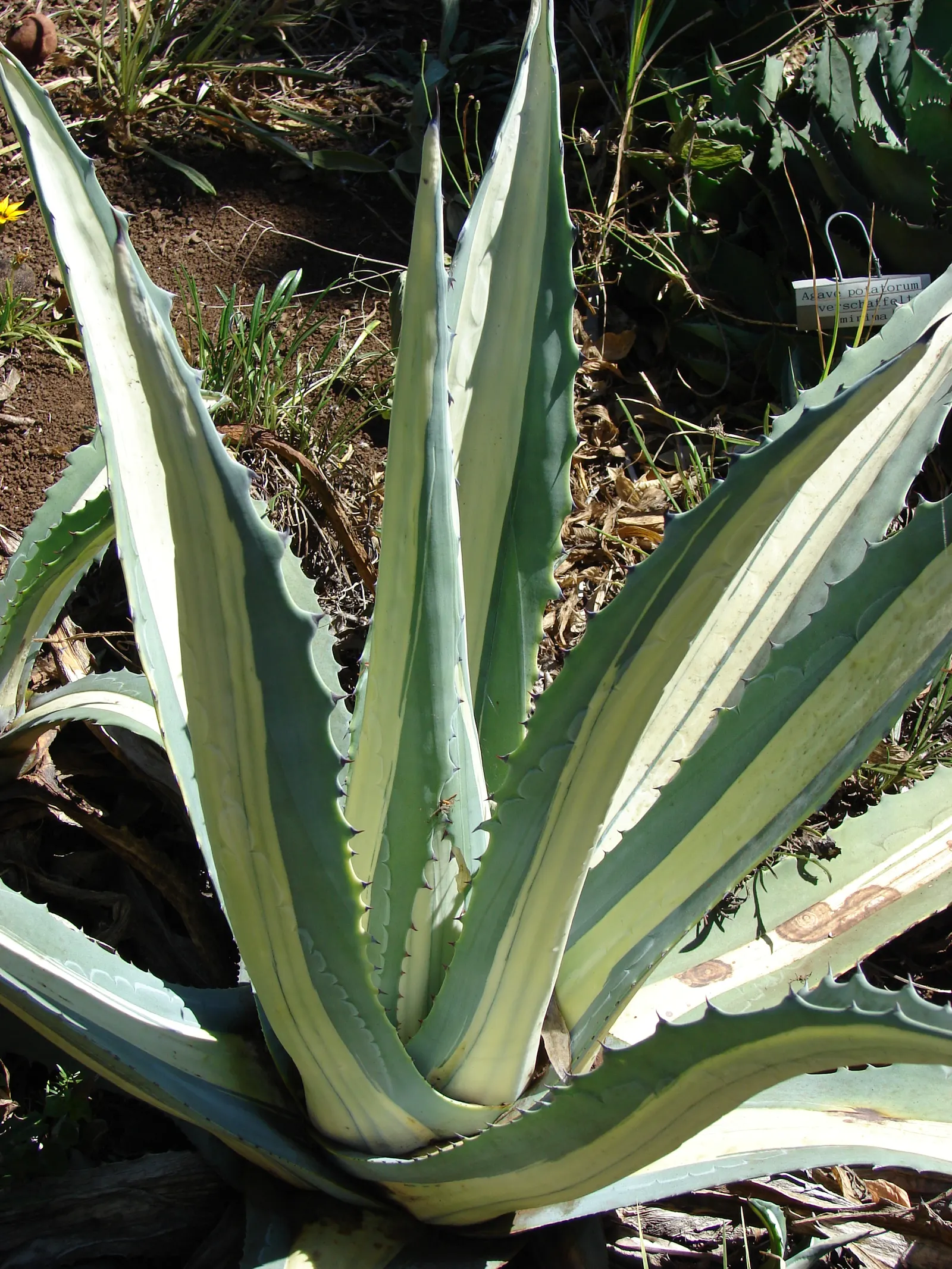 Medio-Picta Century Plant (Agave Americana Var. Medio-Picta 'Alba') — Monocarpic, blooming once after 10-25 years, then dies, leaving offsets