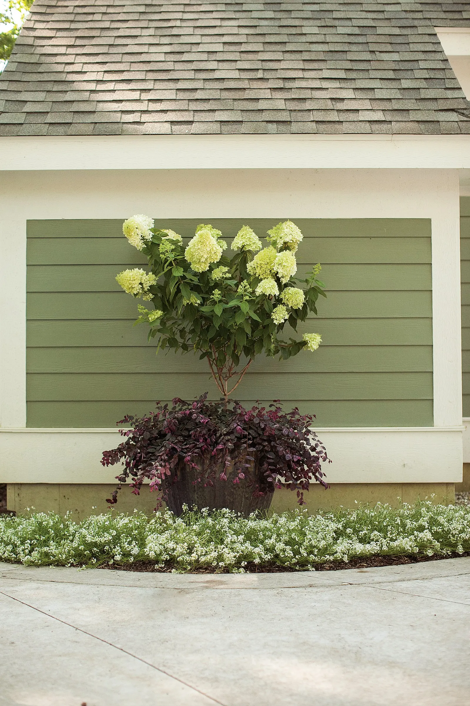 Jazz Hands Variegated® Chinese fringe-flower (Loropetalum chinense) — Plant in part sun to sun, moist well-drained acidic soil, and provide even water for best