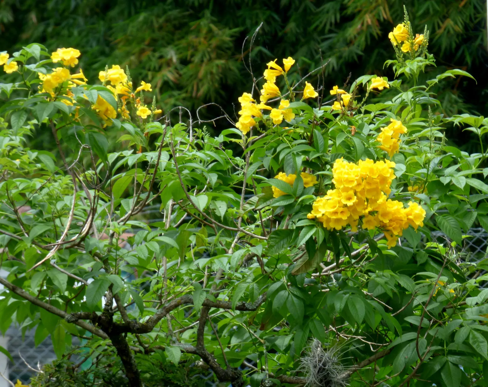Arizona Yellow Bells (Tecoma Stans 'Angustata') — it benefits from regular watering