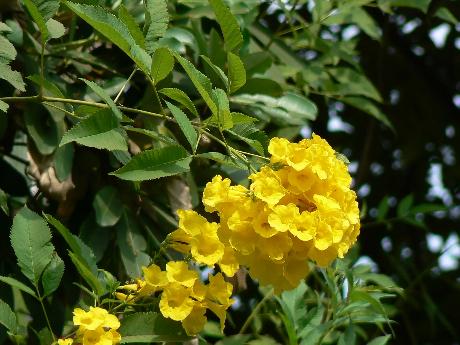 Arizona Yellow Bells (Tecoma Stans 'Angustata') — This drought-tolerant perennial reaches heights of 3-6 feet and spreads 3-6 feet wide