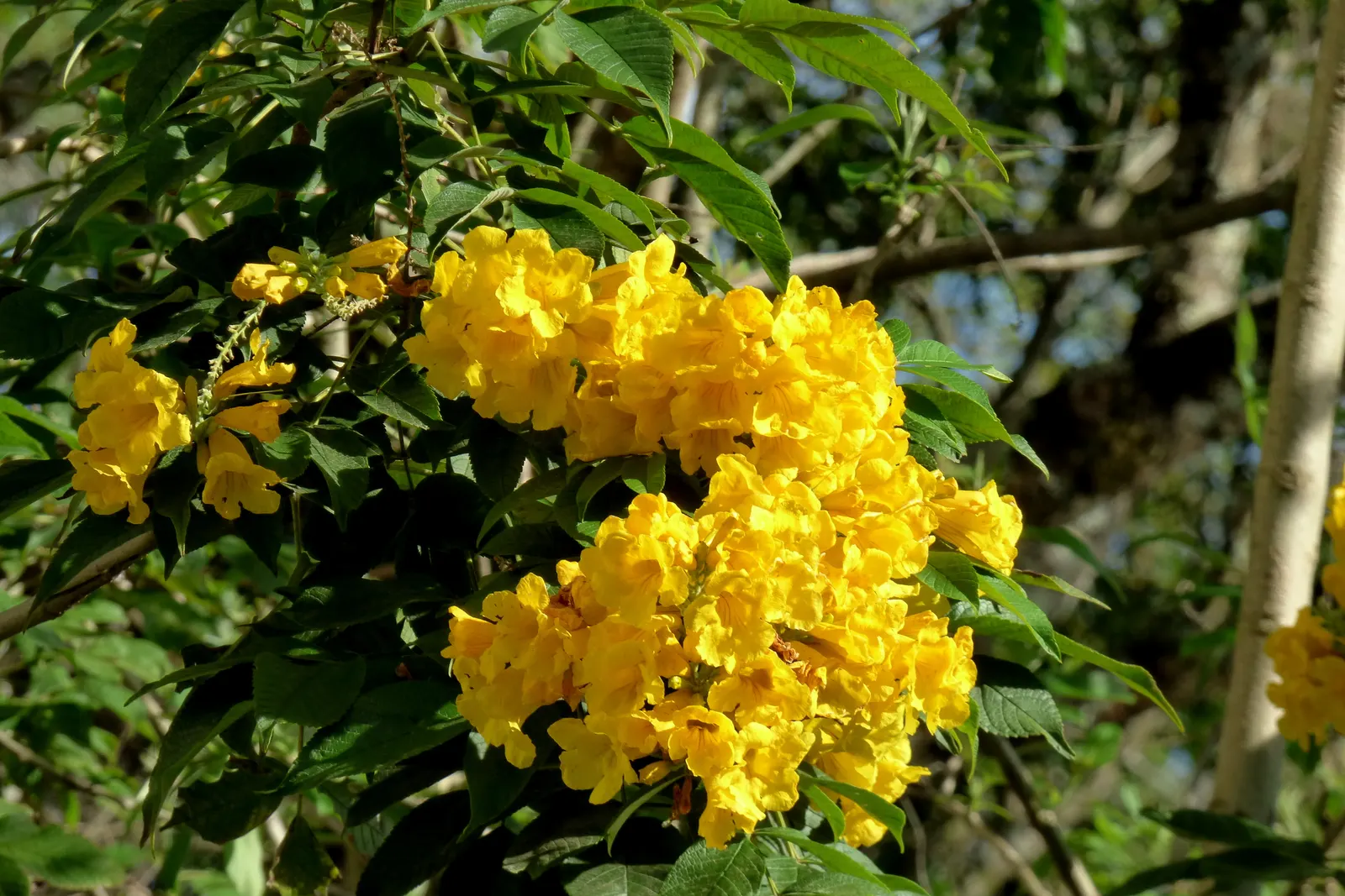 Arizona Yellow Bells (Tecoma Stans 'Angustata') — for optimal flowering and performance