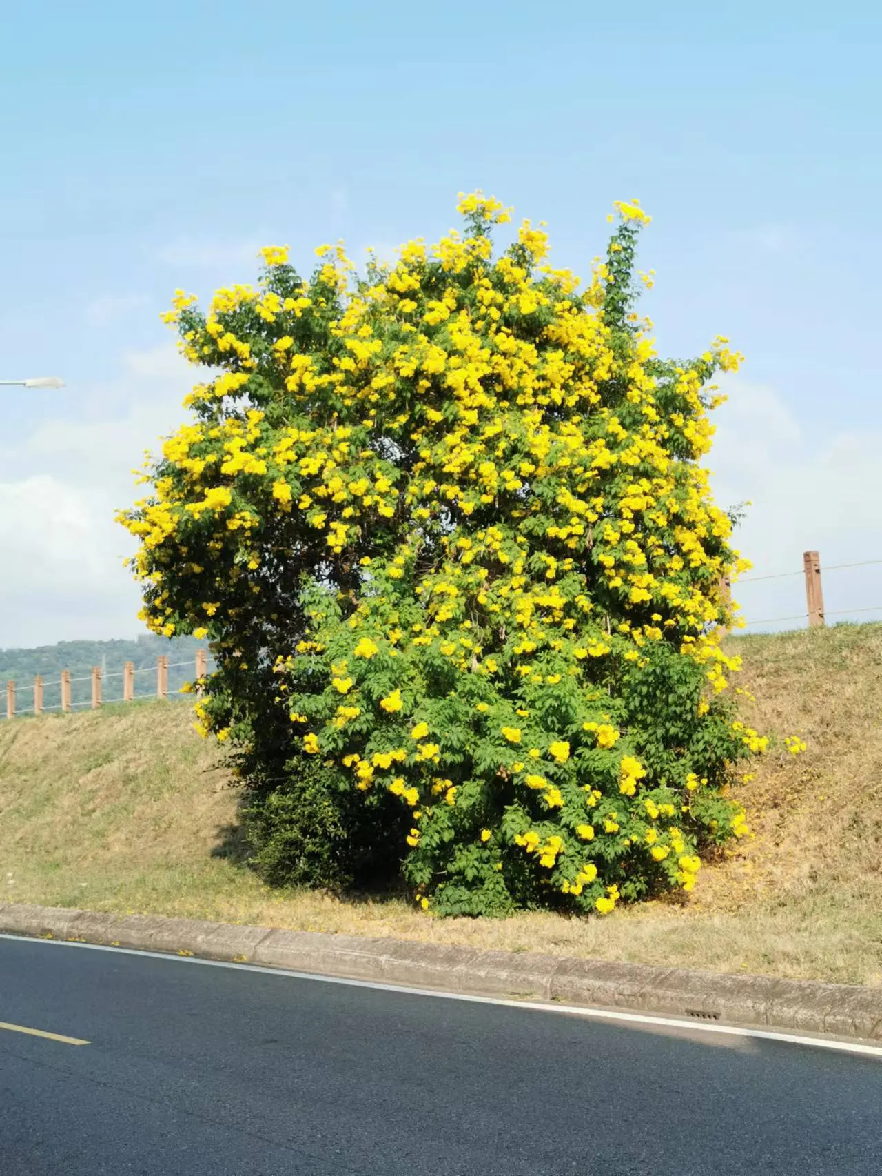 Arizona Yellow Bells (Tecoma Stans 'Angustata') — angustata) is a heat-loving shrub, thriving in zones 7-11