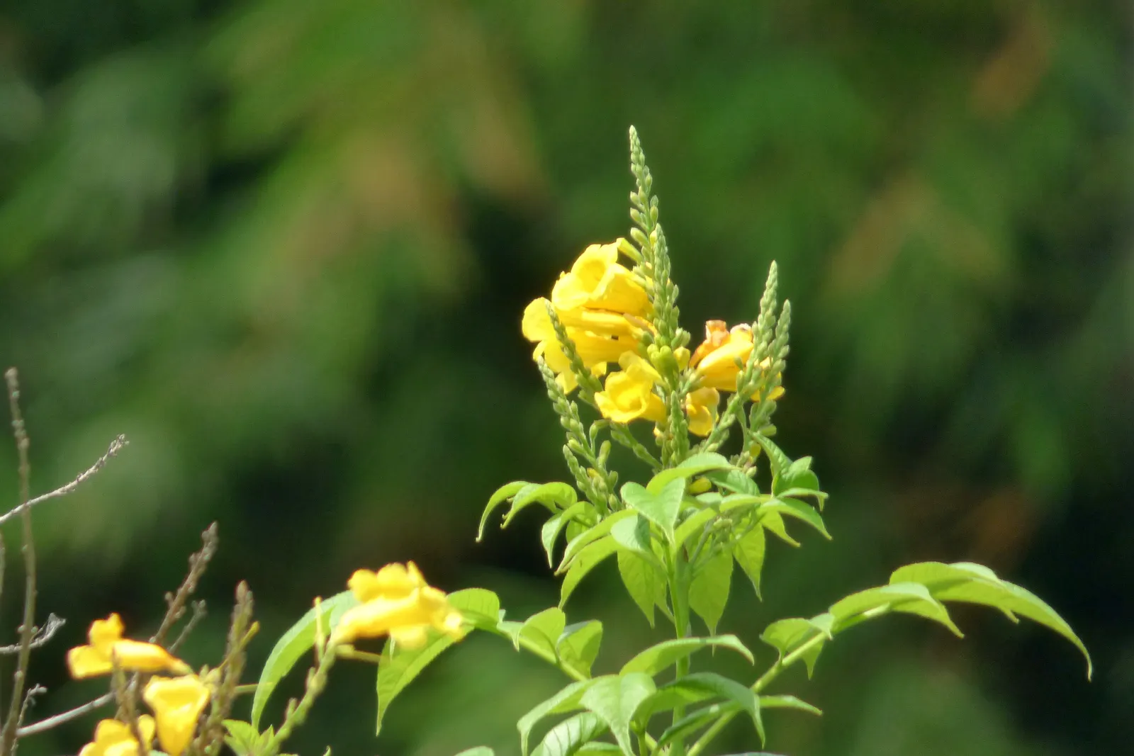 Arizona Yellow Bells (Tecoma Stans 'Angustata') — It showcases vibrant yellow trumpet-shaped flowers and slender, lanceolate leaves