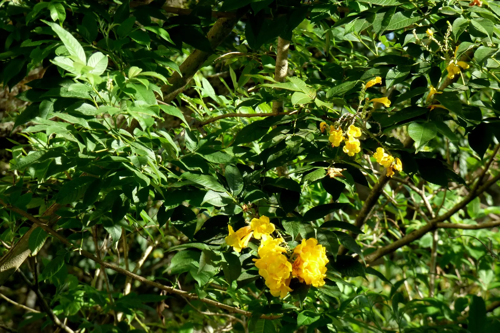 Arizona Yellow Bells (Tecoma Stans 'Angustata') — angustata is remarkably drought tolerant once established