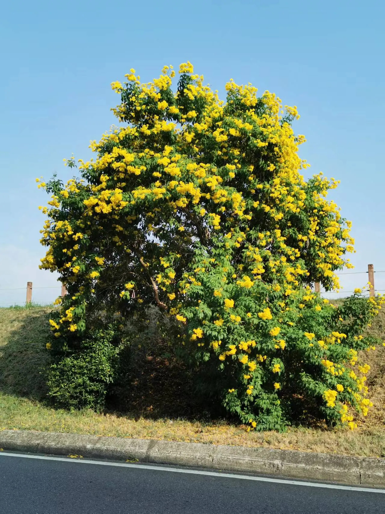 Arizona Yellow Bells (Tecoma Stans 'Angustata') — trumpet-shaped flowers that make a striking visual display from late spring through to the first frost