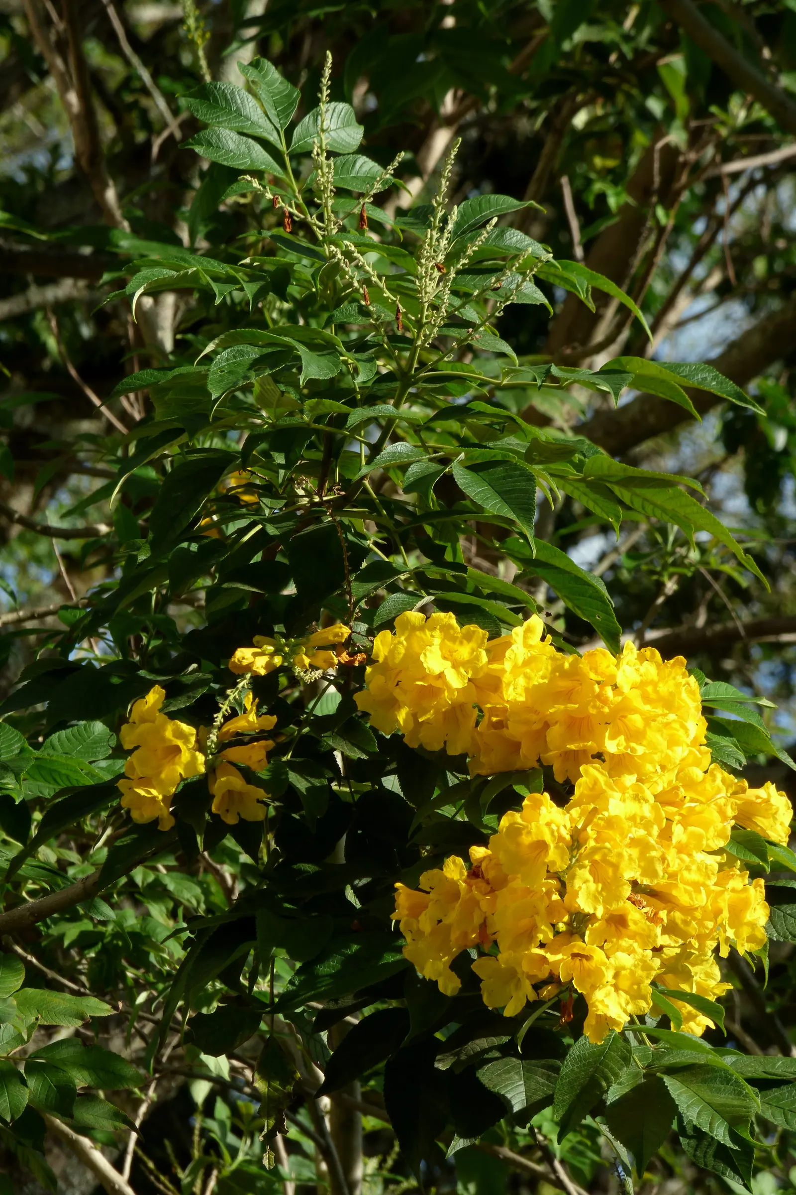 Arizona Yellow Bells (Tecoma Stans 'Angustata') — the Arizona Yellow Bells reaches a mature height of 3 to 6 feet with a similar