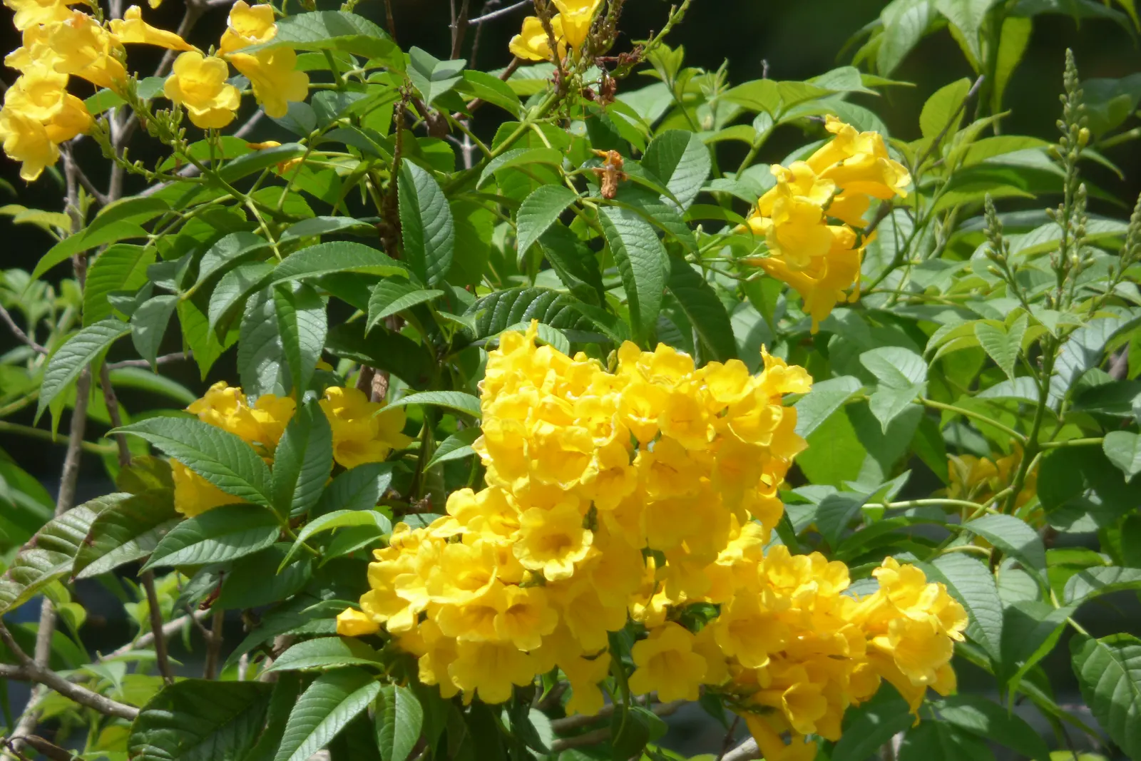 Arizona Yellow Bells (Tecoma Stans 'Angustata') — Full sun conditions are ideal