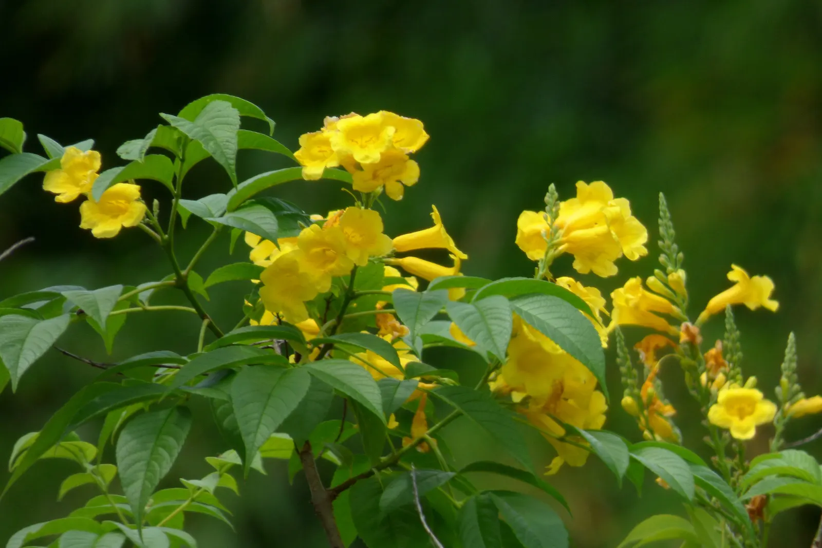 Arizona Yellow Bells (Tecoma Stans 'Angustata') — although it can tolerate partial shade