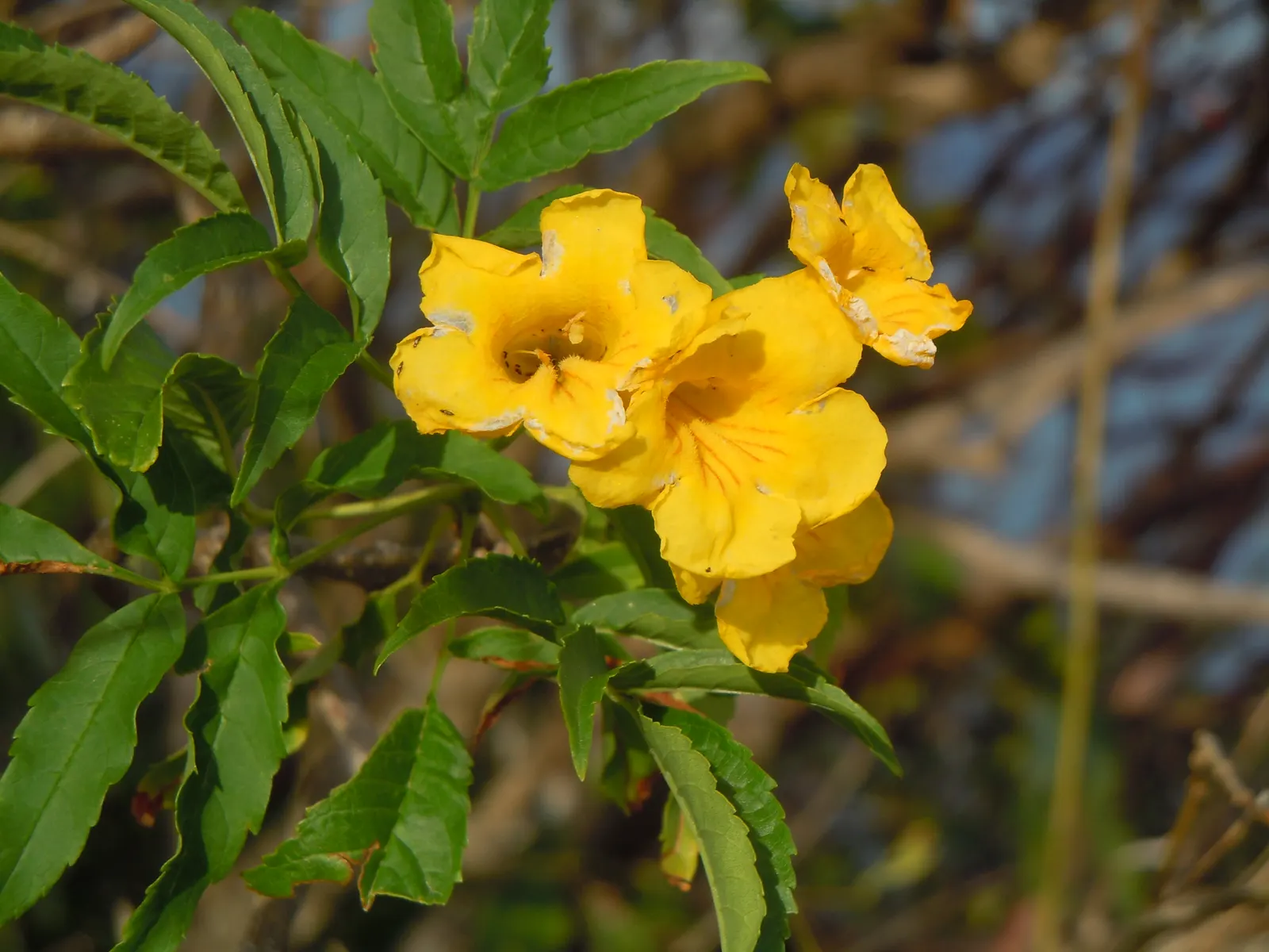 Arizona Yellow Bells (Tecoma Stans 'Angustata') — This moderate growth enables it to fit into various garden niches