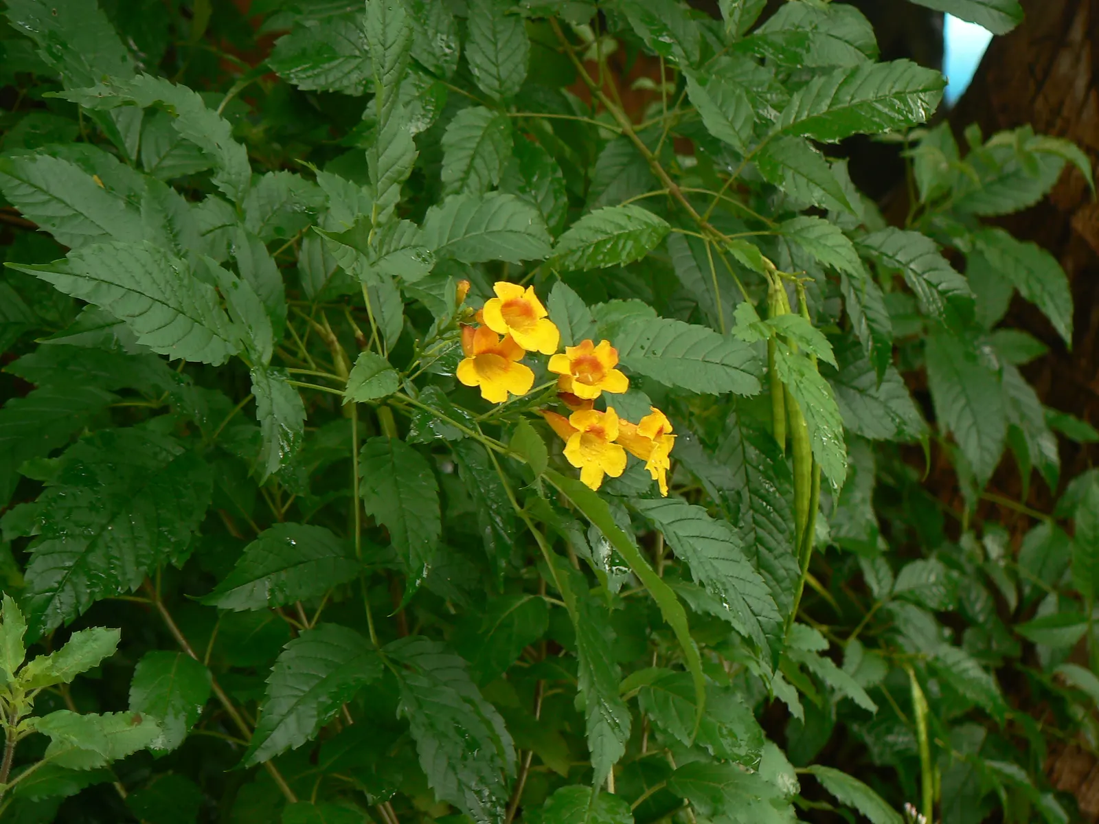 Arizona Yellow Bells (Tecoma Stans 'Angustata') — is a stellar choice for landscape designs seeking both beauty and adaptability