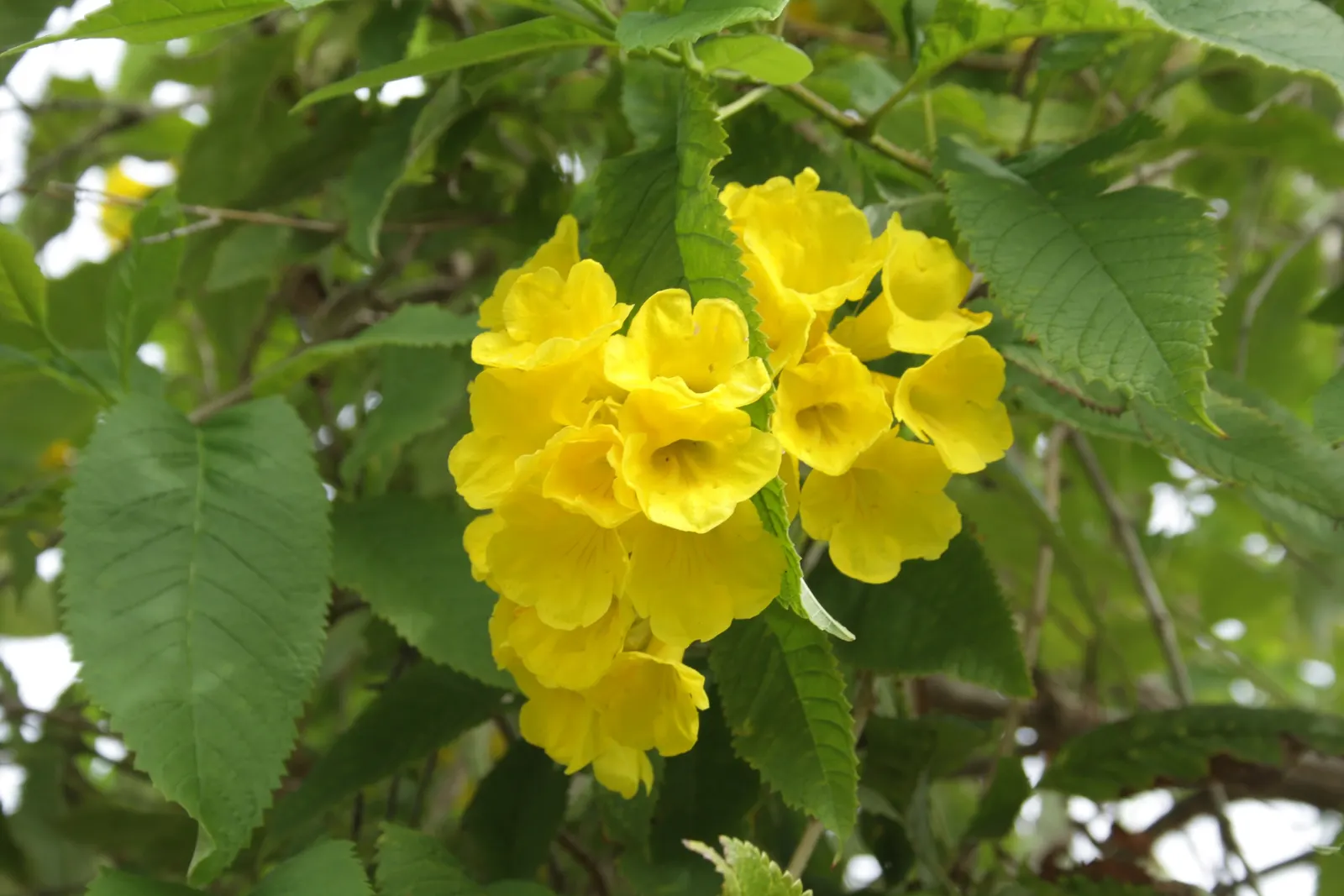 Arizona Yellow Bells (Tecoma Stans 'Angustata') — Plant in full sun with well-draining soil for optimal growth
