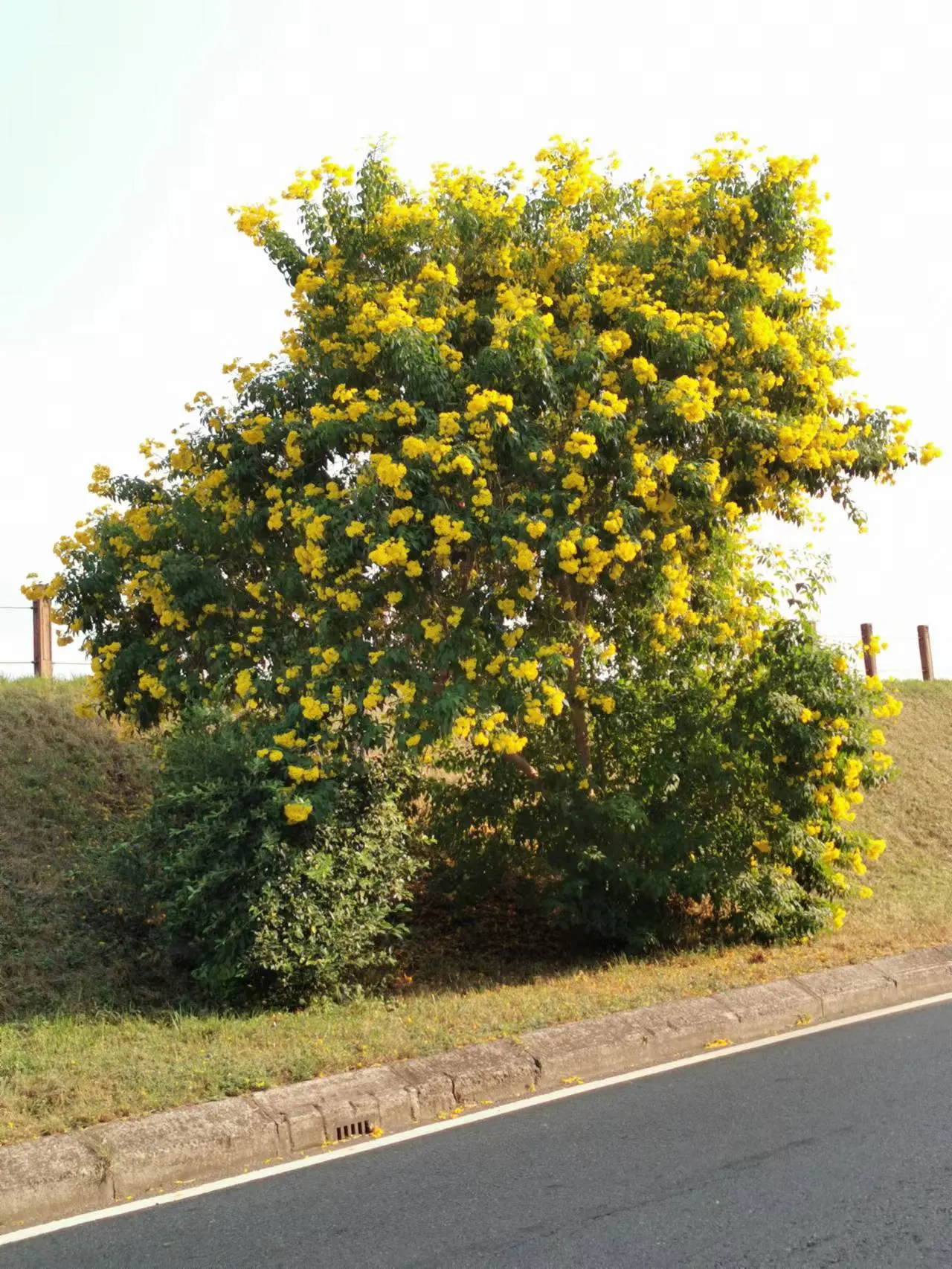 Arizona Yellow Bells (Tecoma Stans 'Angustata') — often extending well into fall in warmer climates.<br><br>With its naturally upright and spreading habit