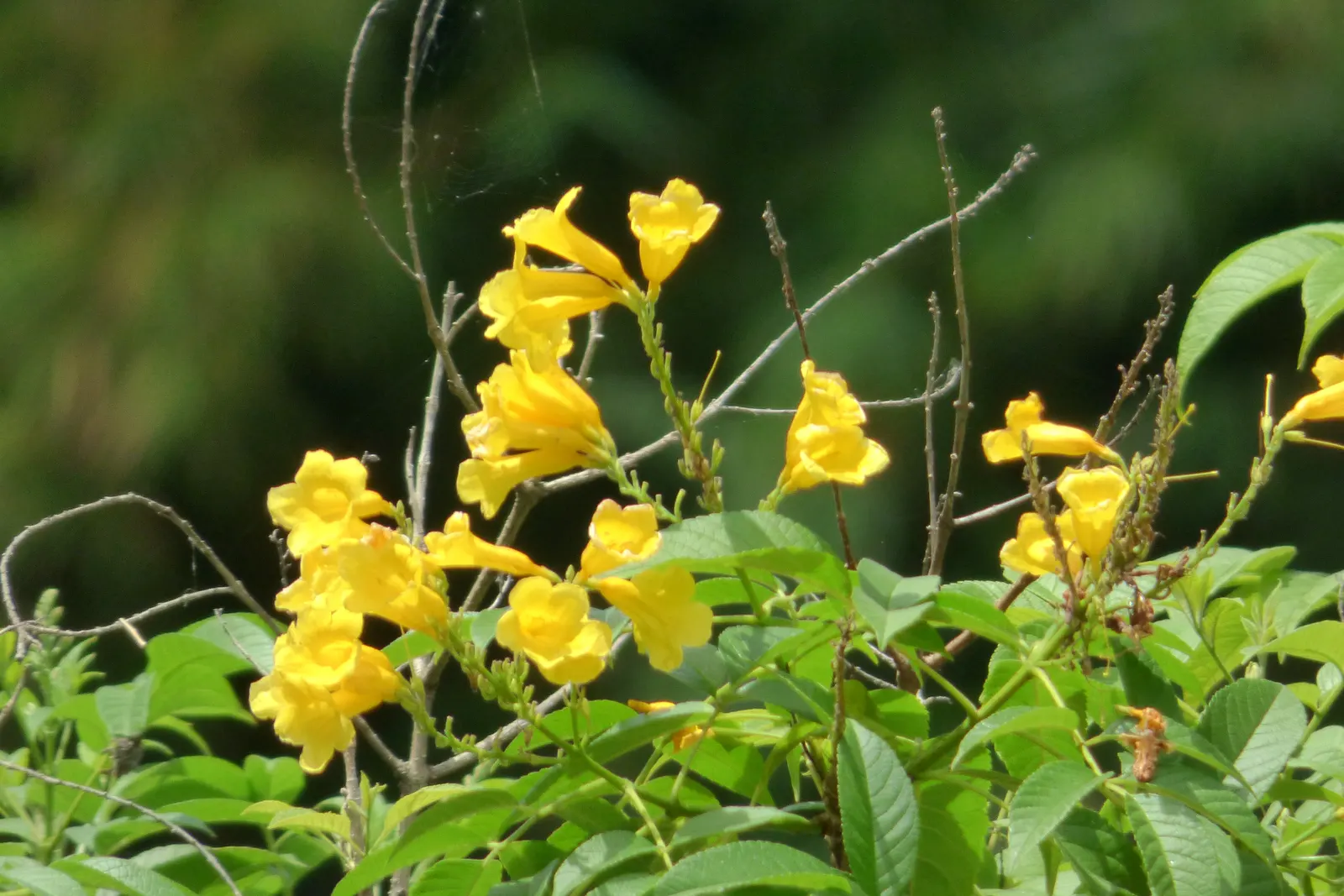 Arizona Yellow Bells (Tecoma Stans 'Angustata') — particularly in the hotter months