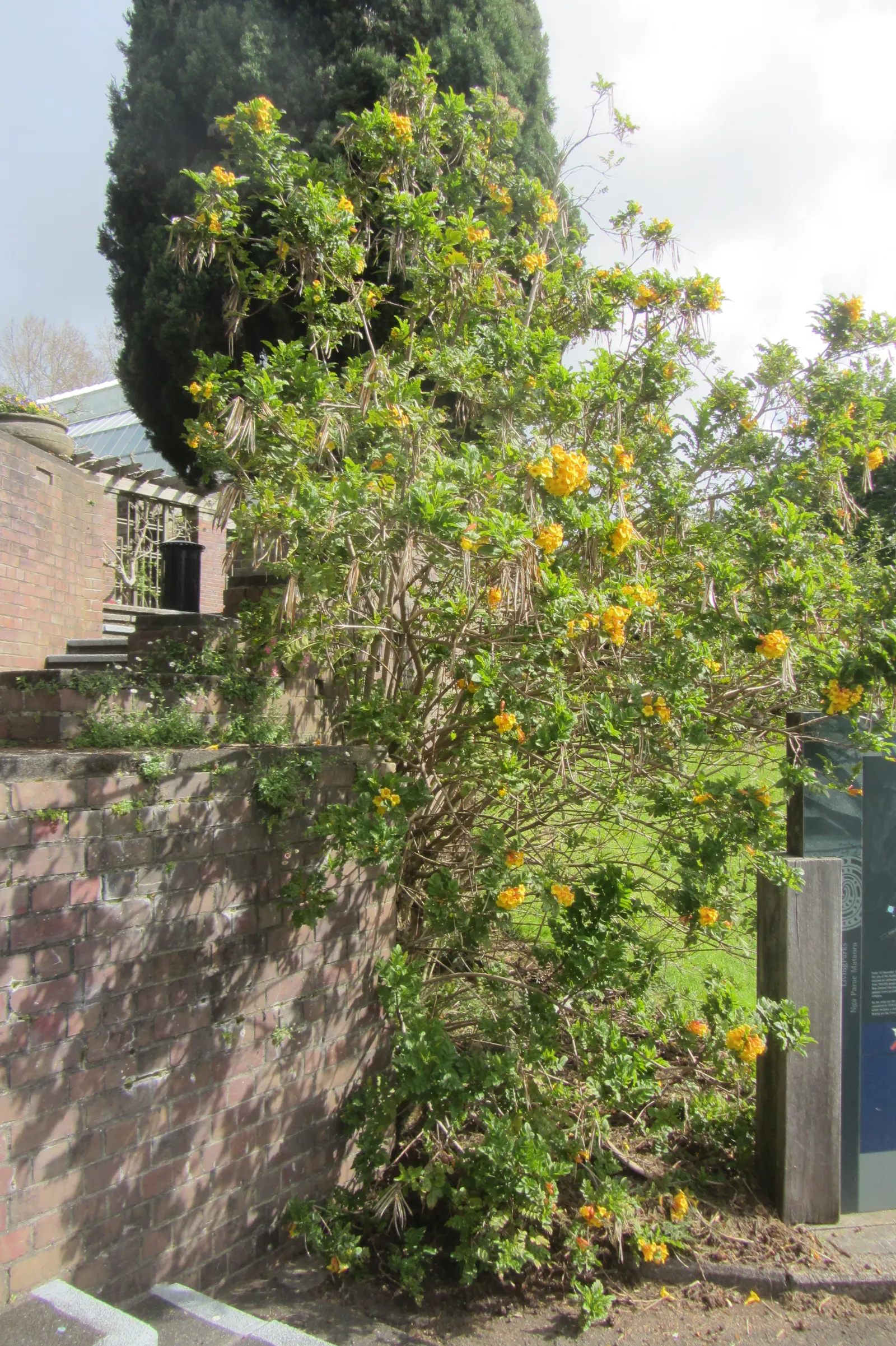 Arizona Yellow Bells (Tecoma Stans 'Angustata') — also referred to as the Narrow-Leaf Trumpet Bush