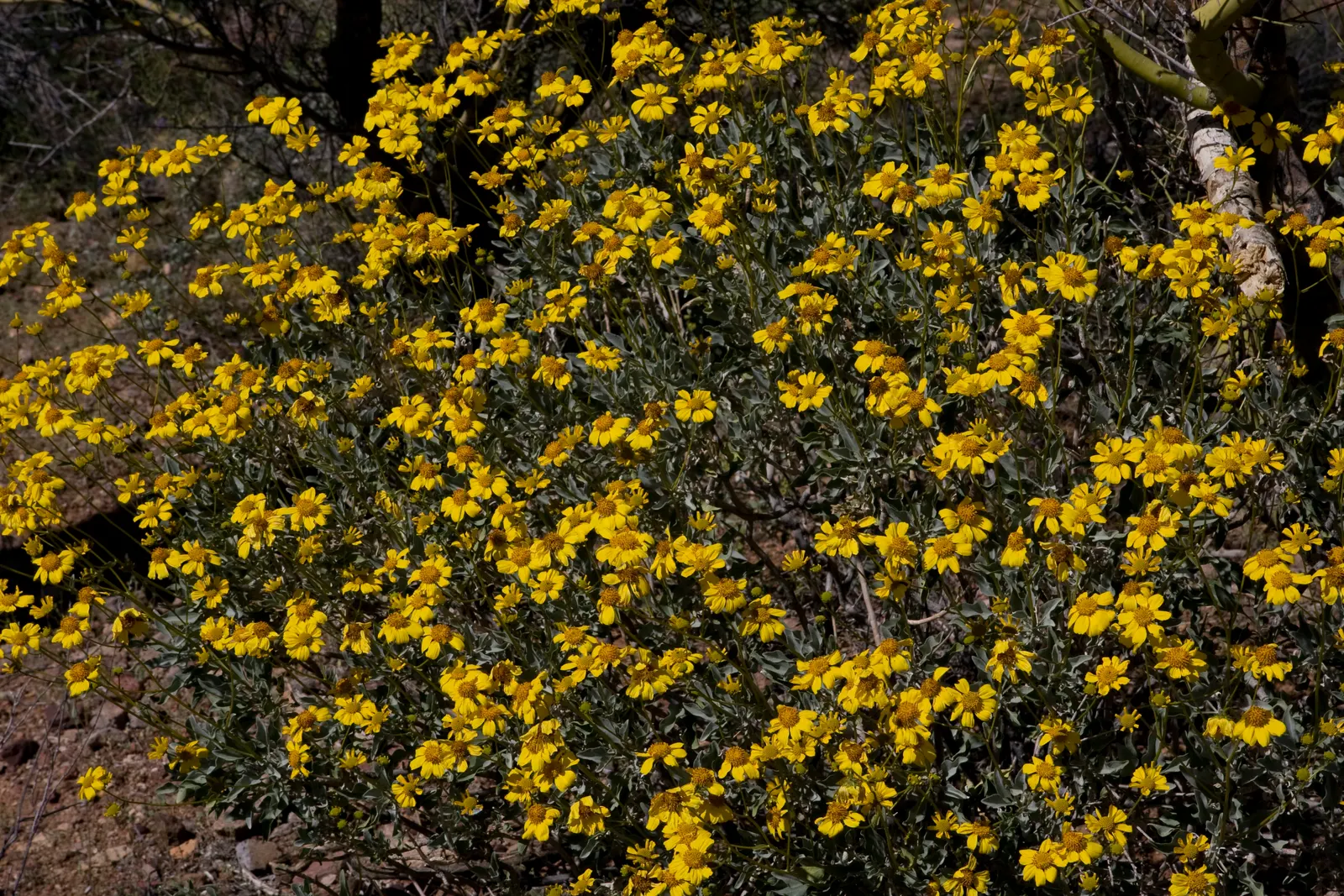 Arizona Yellow Bells (Tecoma Stans 'Angustata') — Ideal for xeriscaping, it attracts pollinators and provides a splash of color from late spring to frost