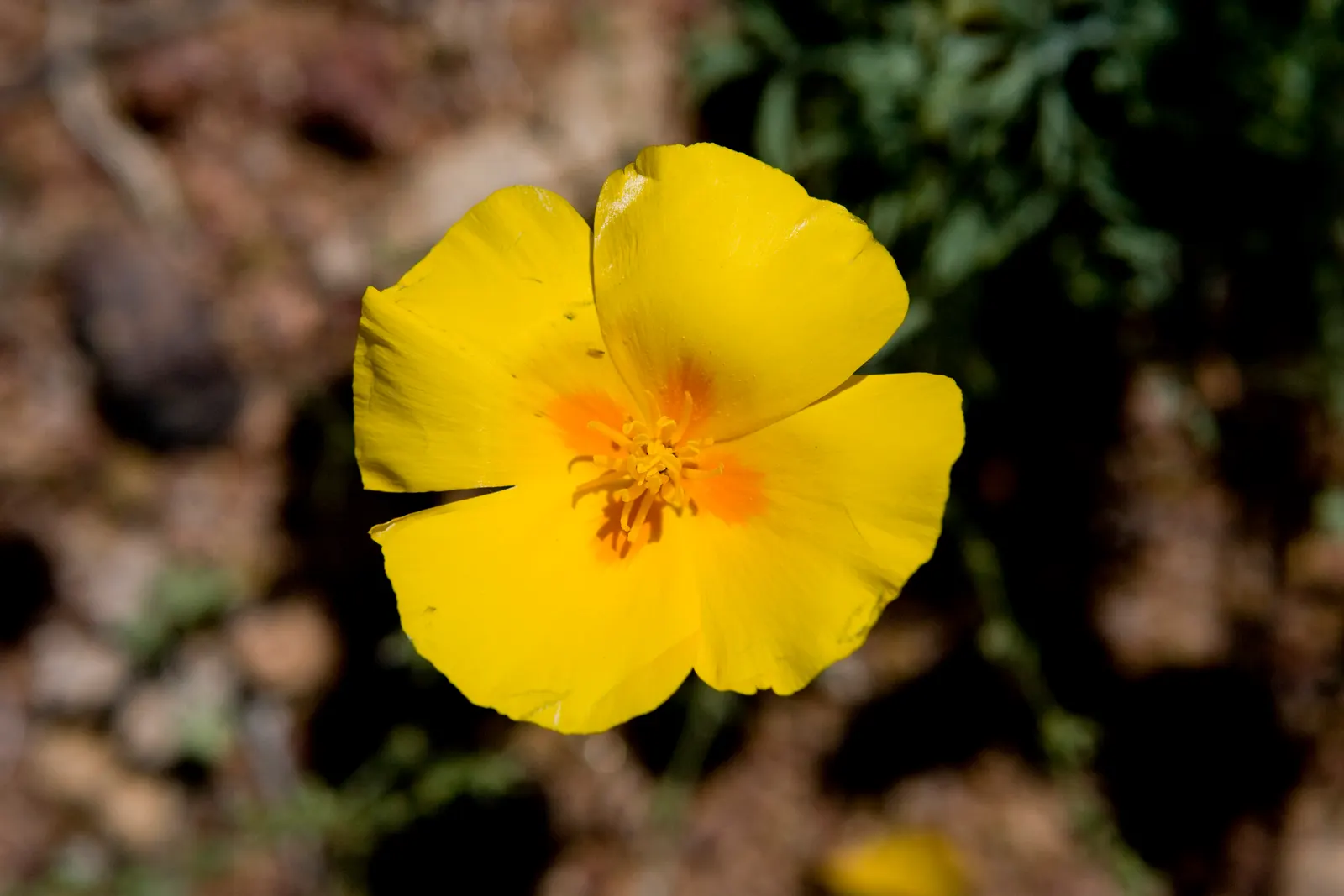 Arizona Yellow Bells (Tecoma Stans 'Angustata') — a luminous and resilient flowering shrub